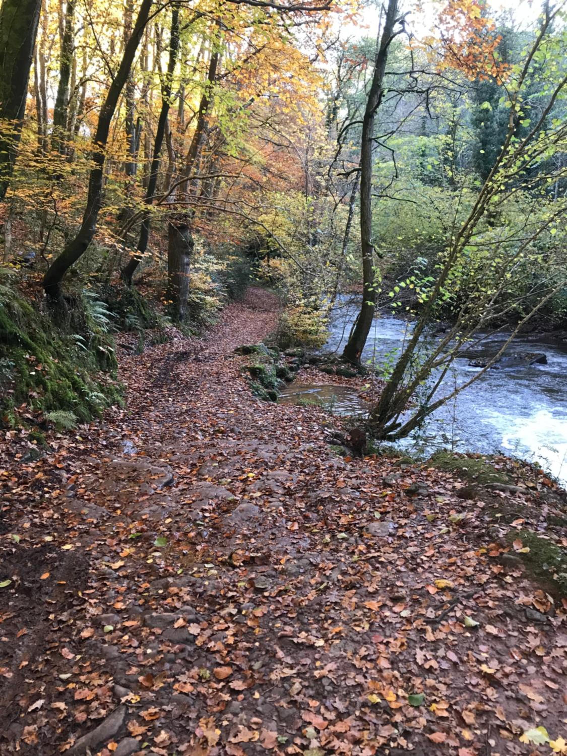 The Celyn