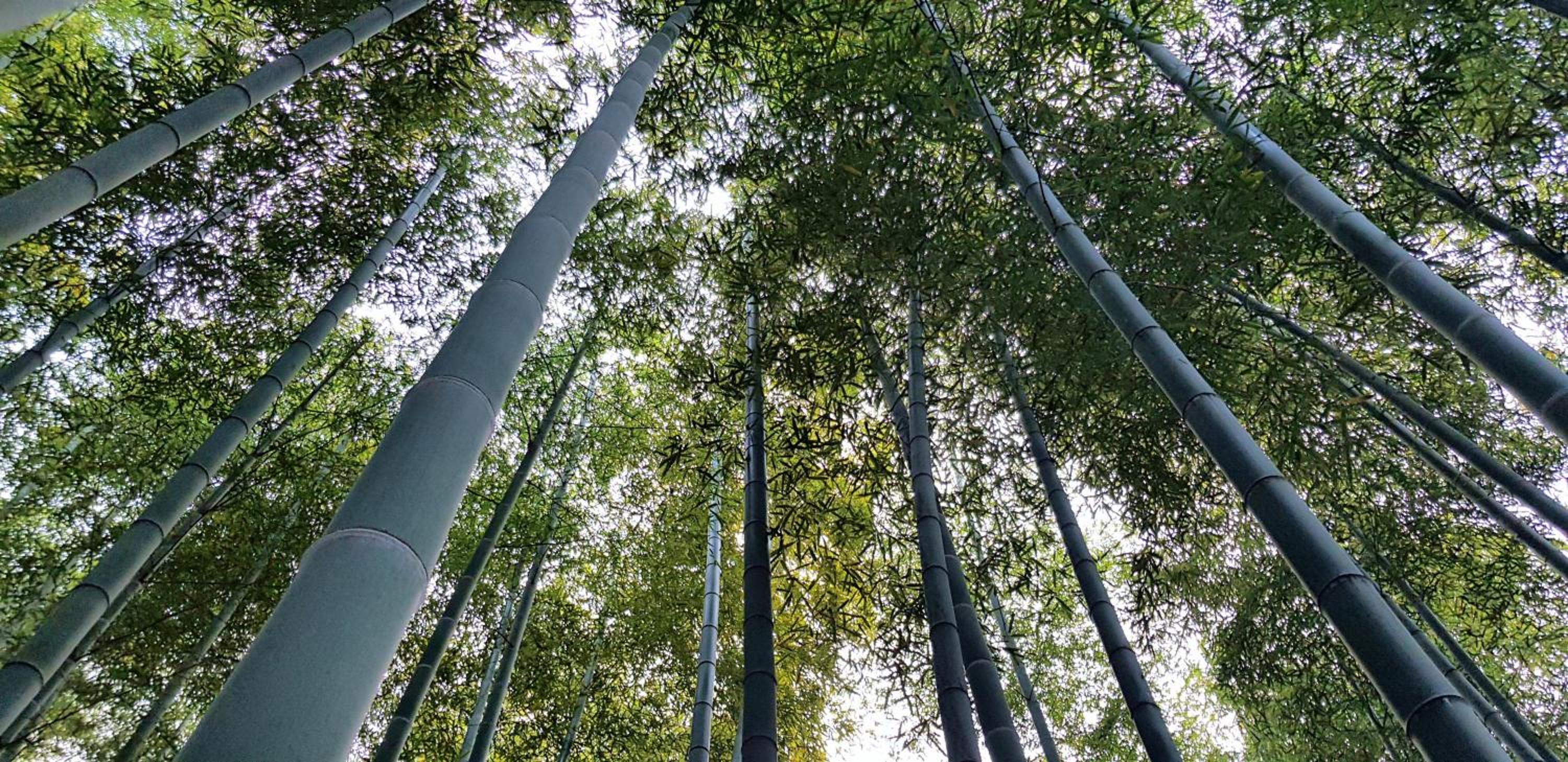 Moganshan Bamboo View Guesthouse