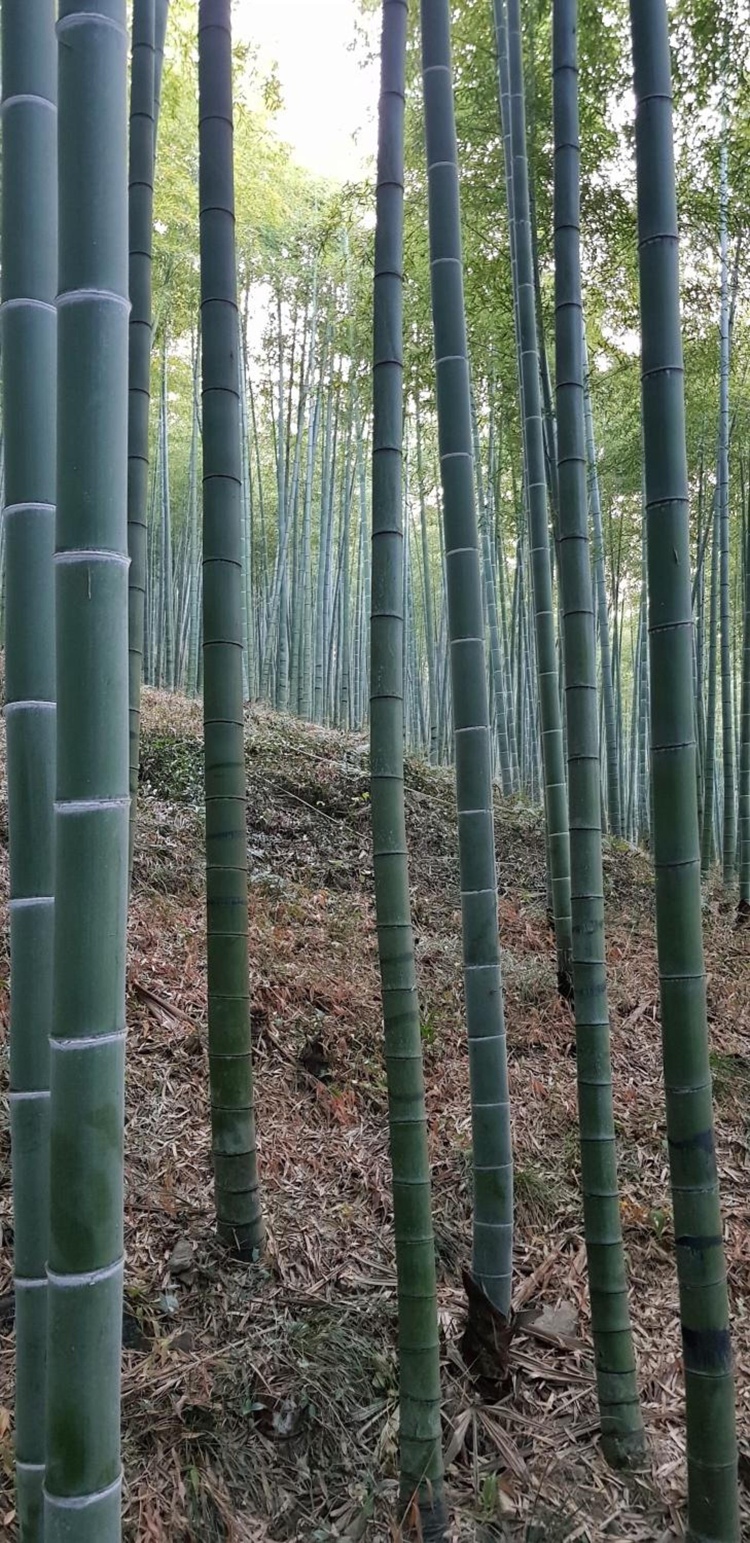 Moganshan Bamboo View Guesthouse