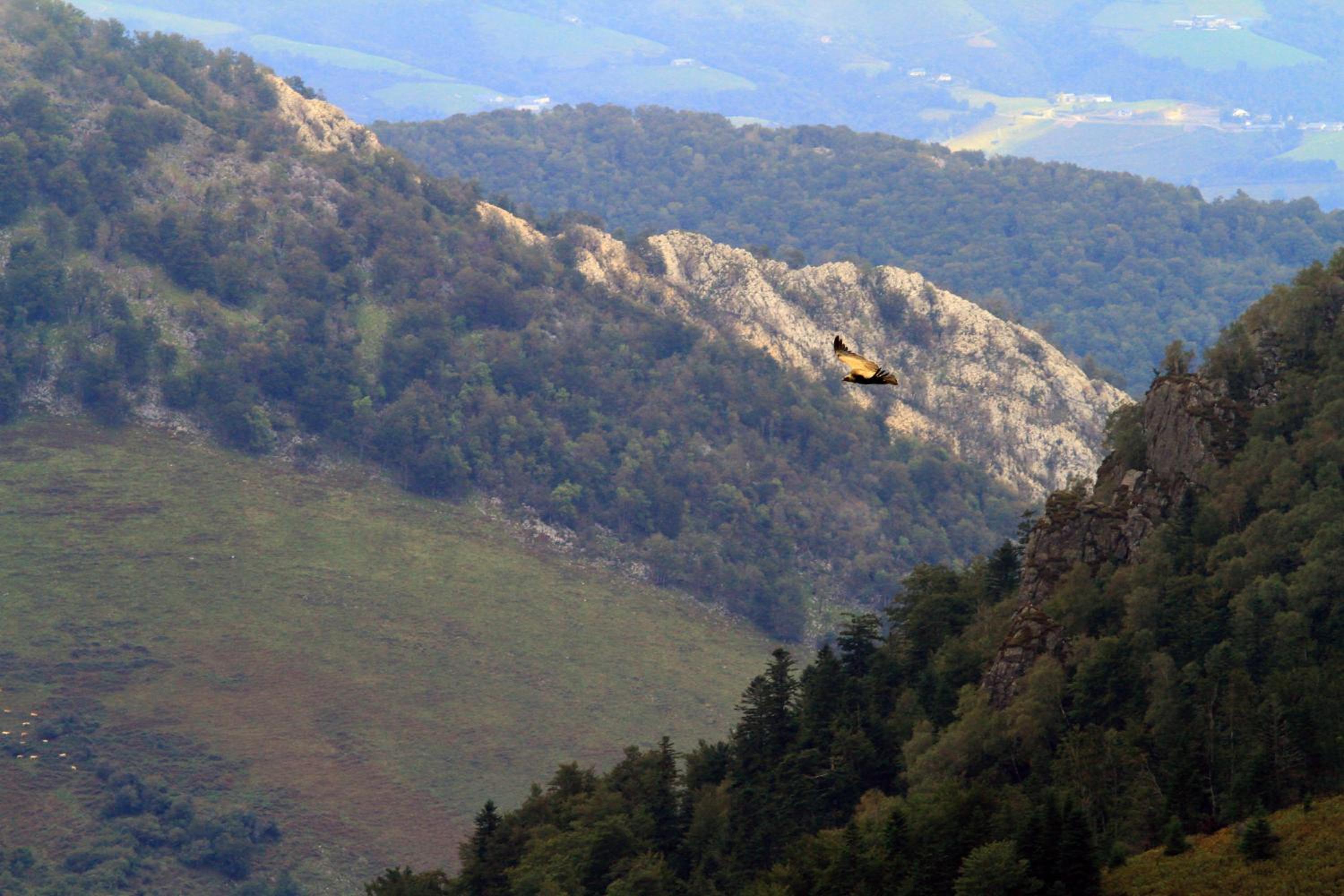 Photo 40