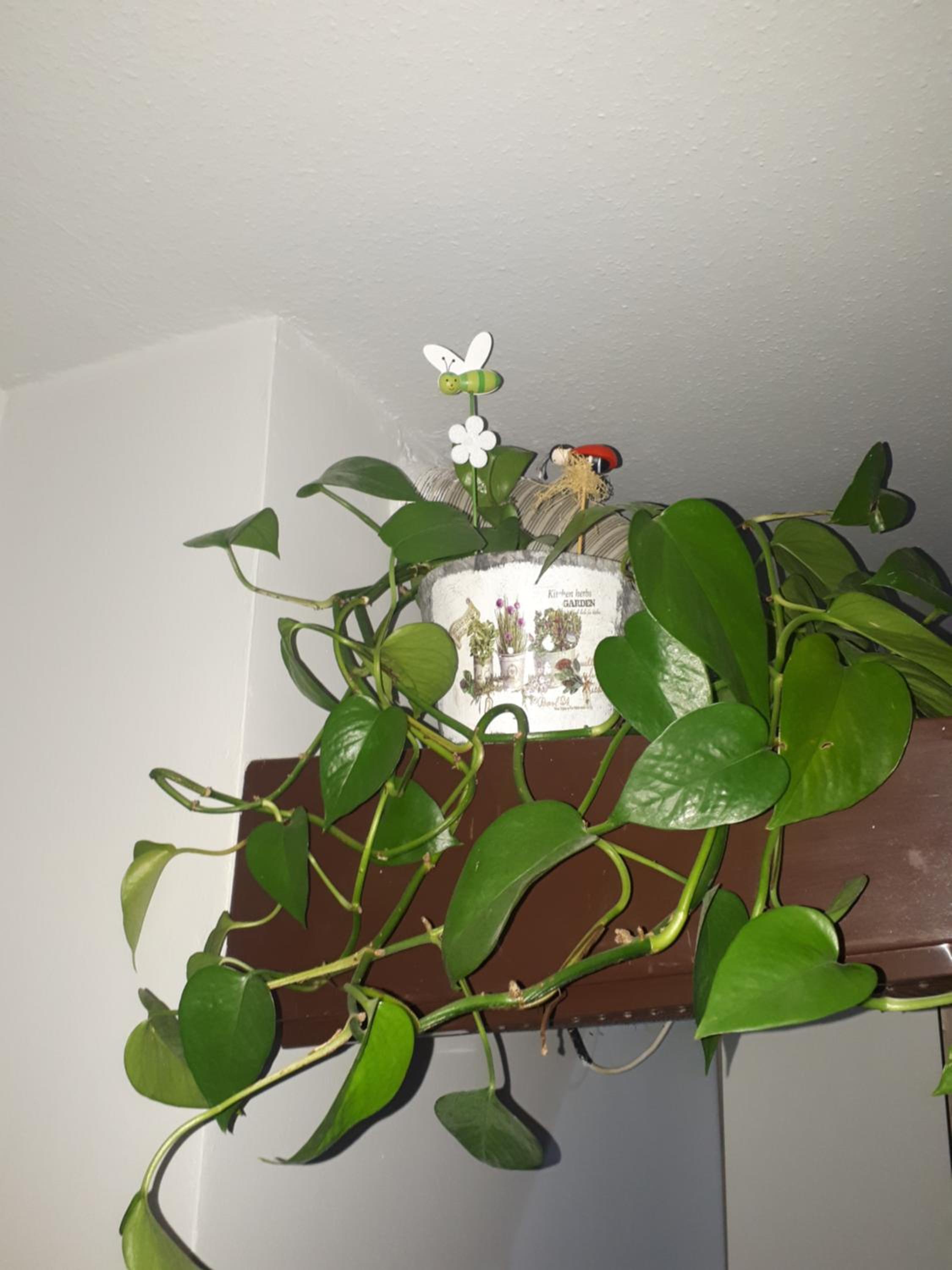 Photo 38