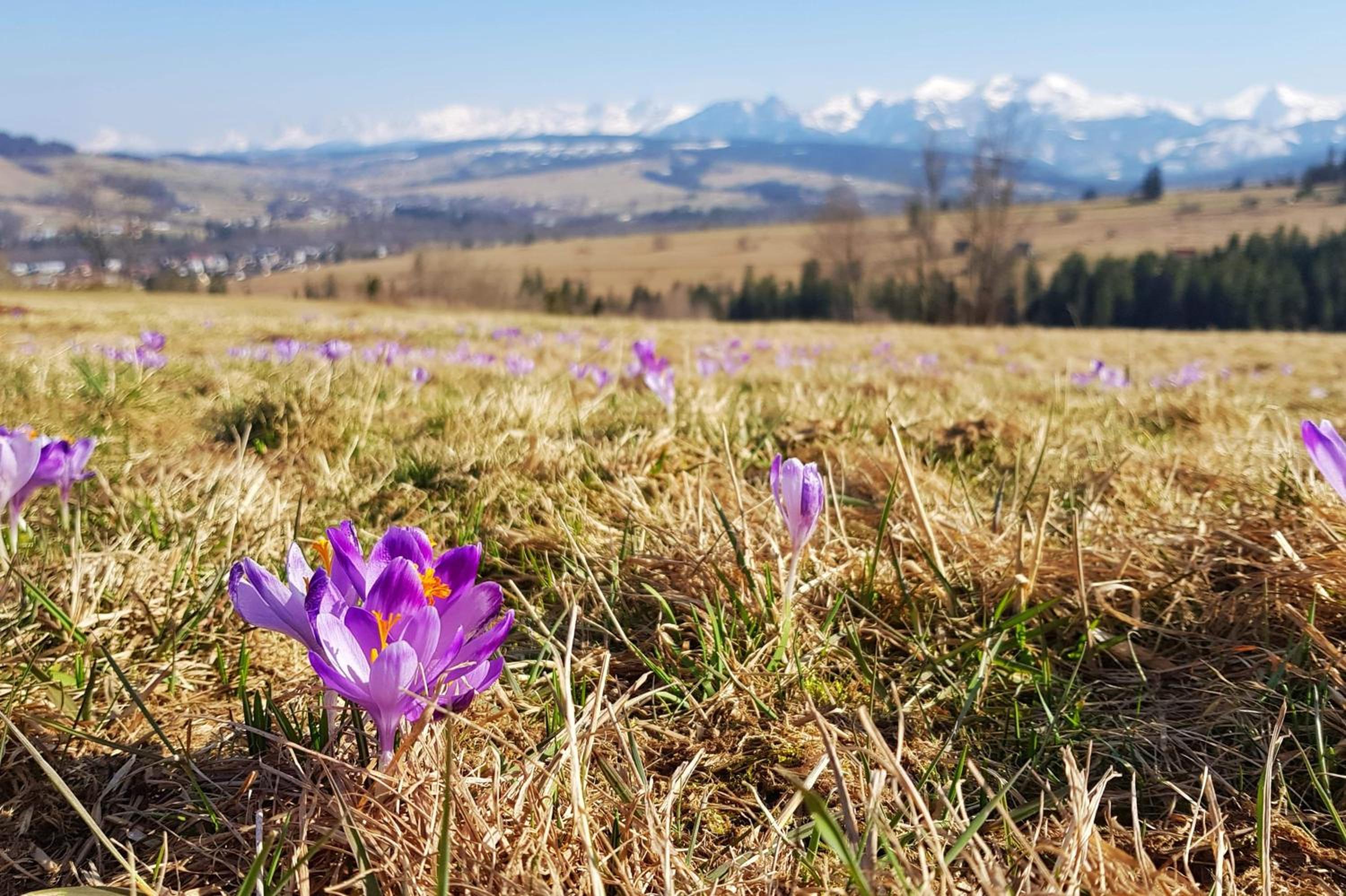 Domek na Stromej klimatyczny domek z sauną, cisza, las i rzeka, relaks dla rodzin i przyjaciół, prywatny parking view 3