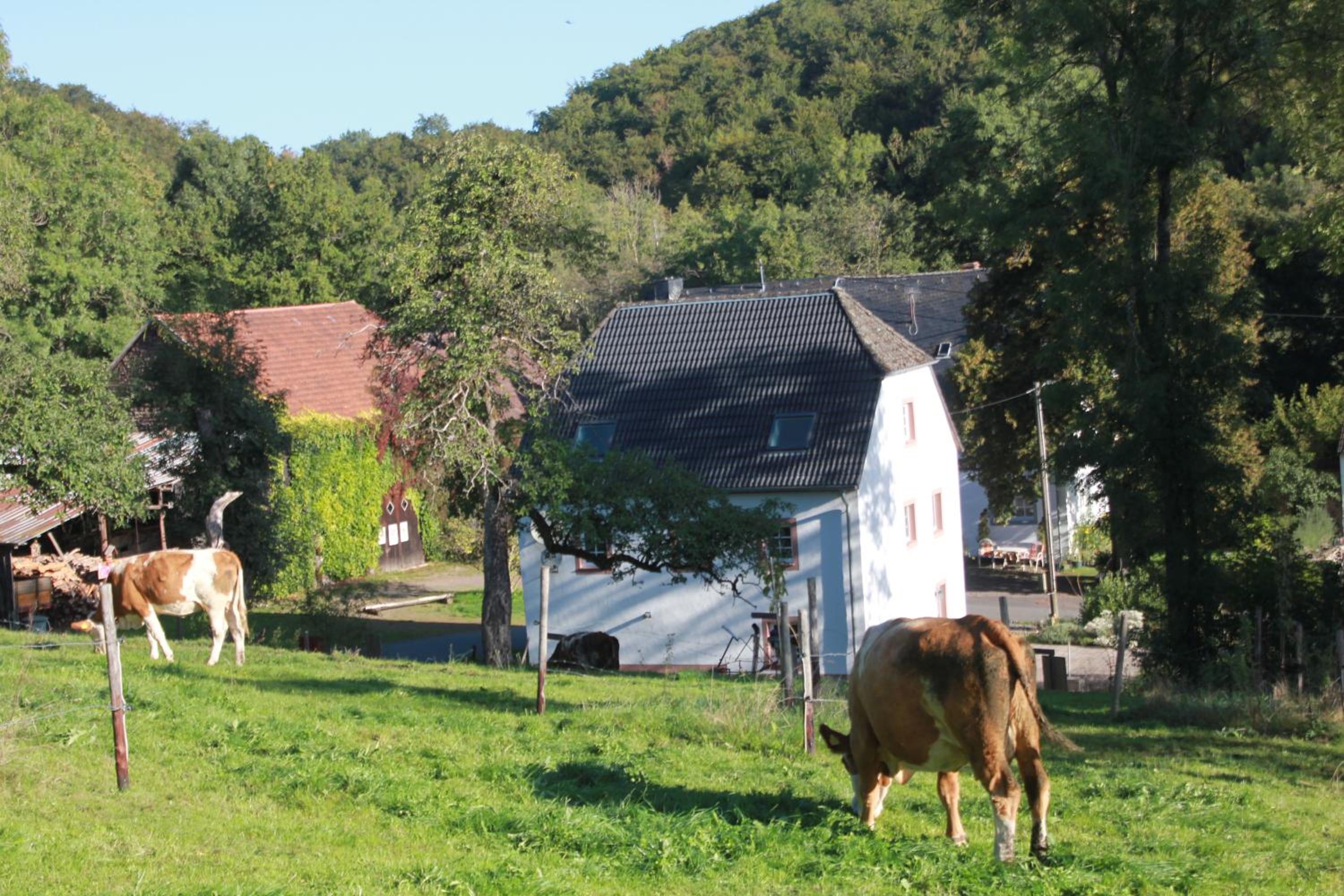 Ferienhaus Sprink Vulkaneifel view 3