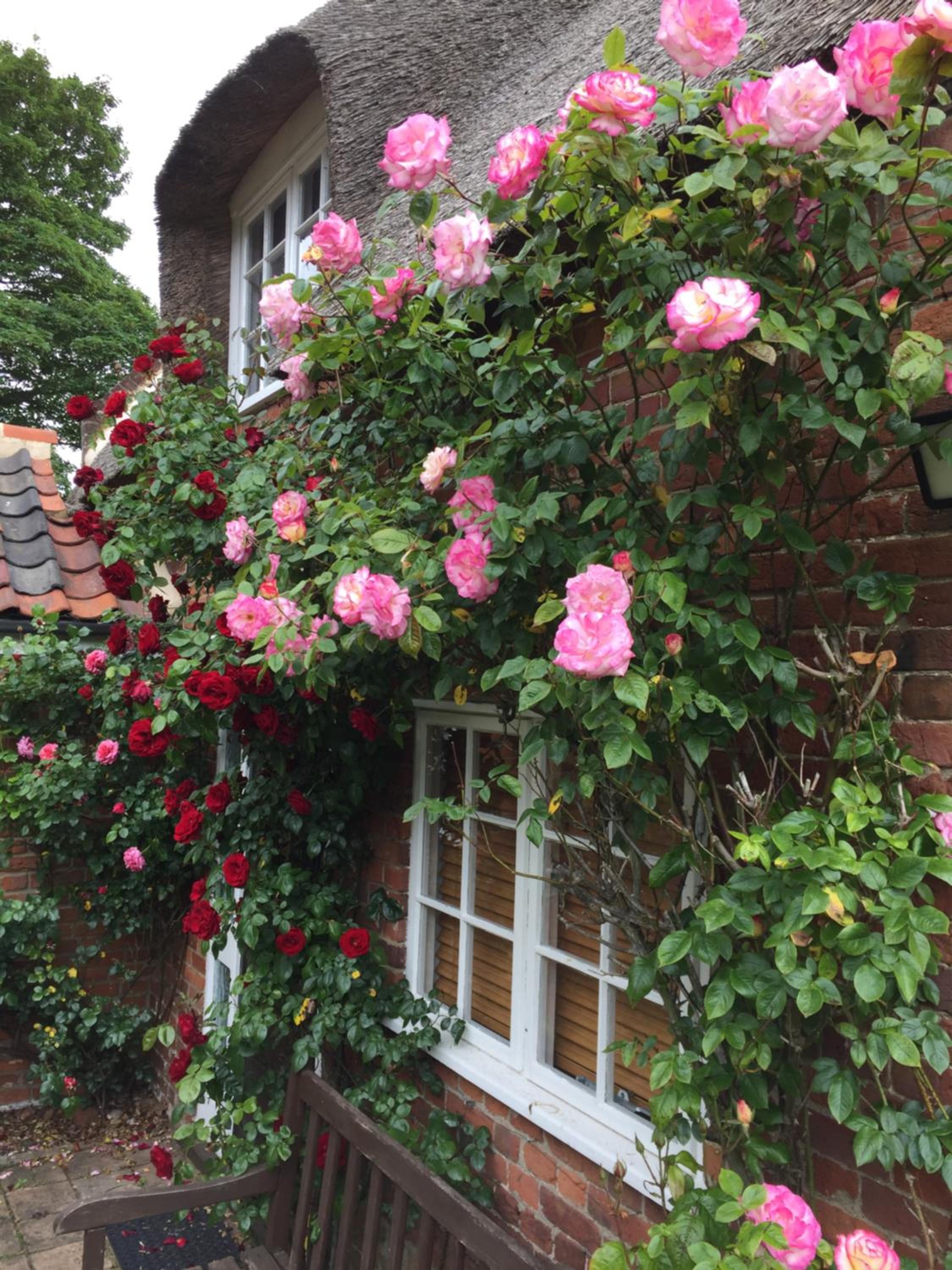 Rose Cottage