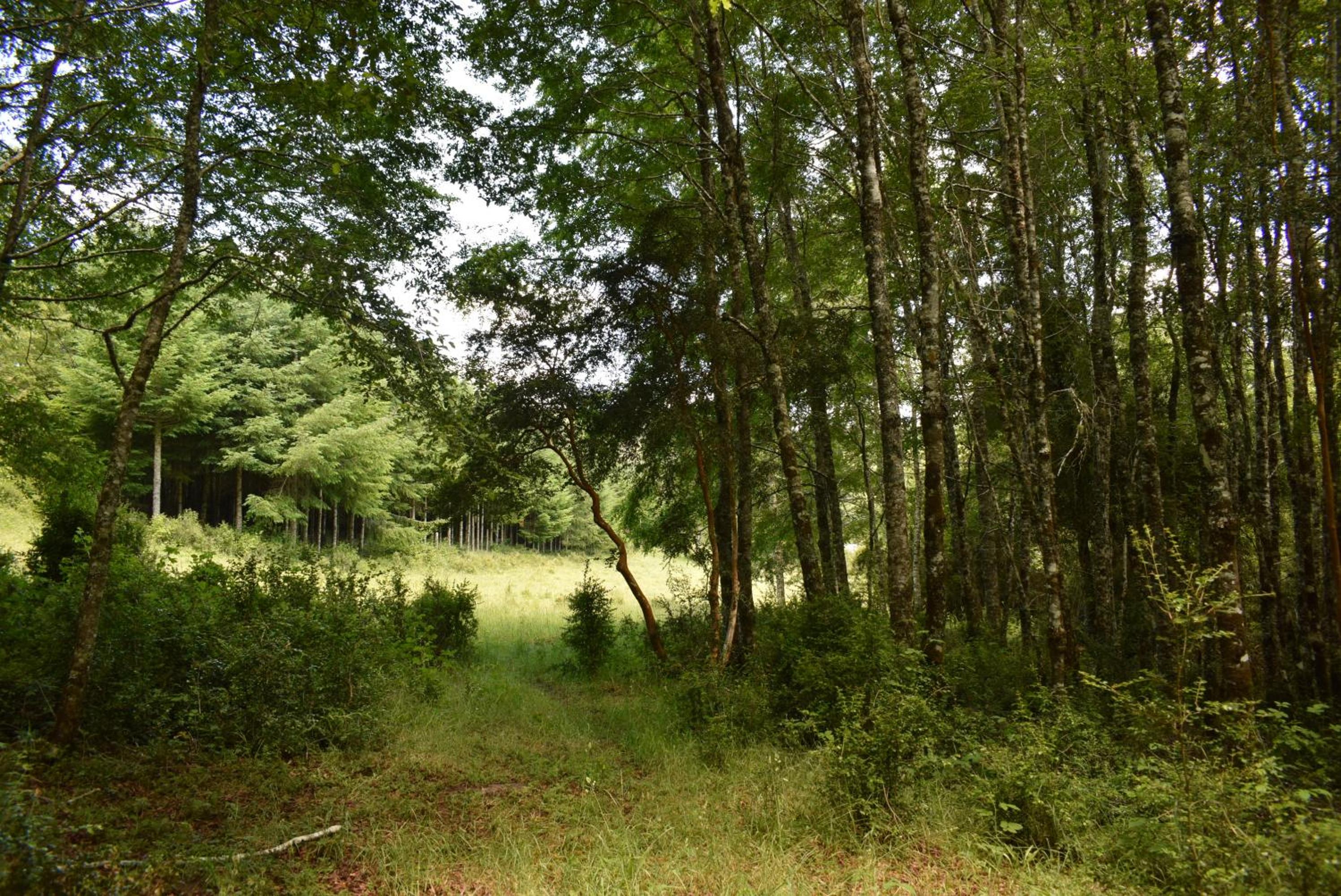 Proyecto COYAM, cabañas lofts, tinas privadas, sendero por el bosque