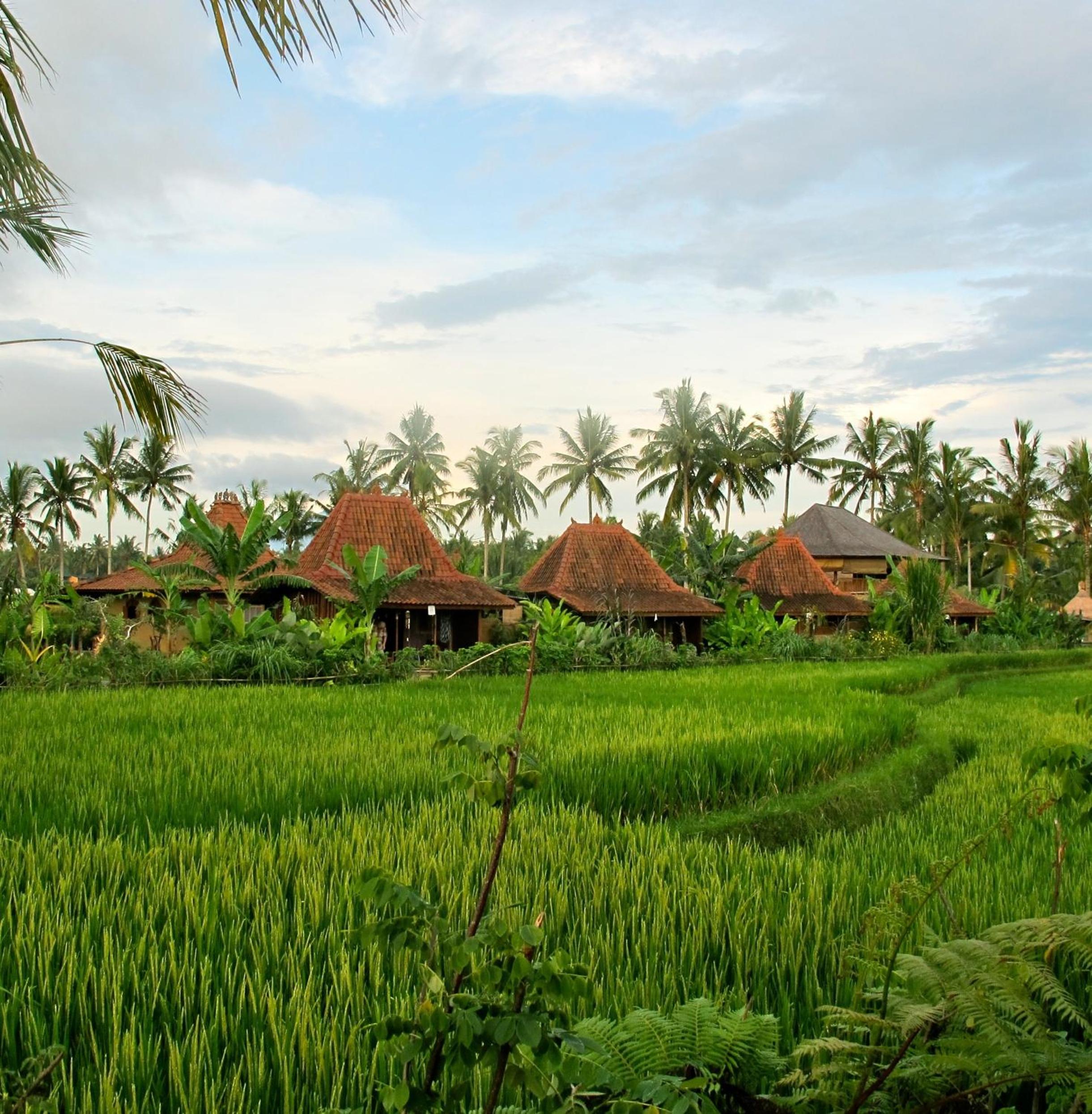 Dragonfly Village