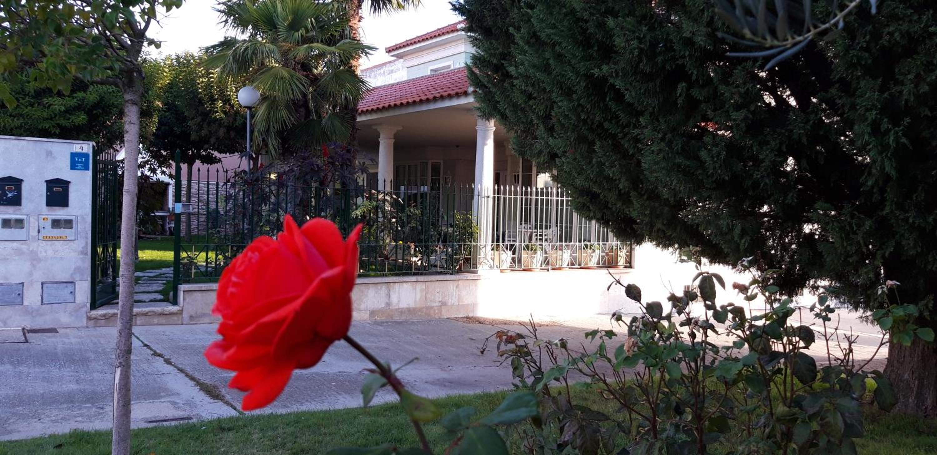 El olivo view 2