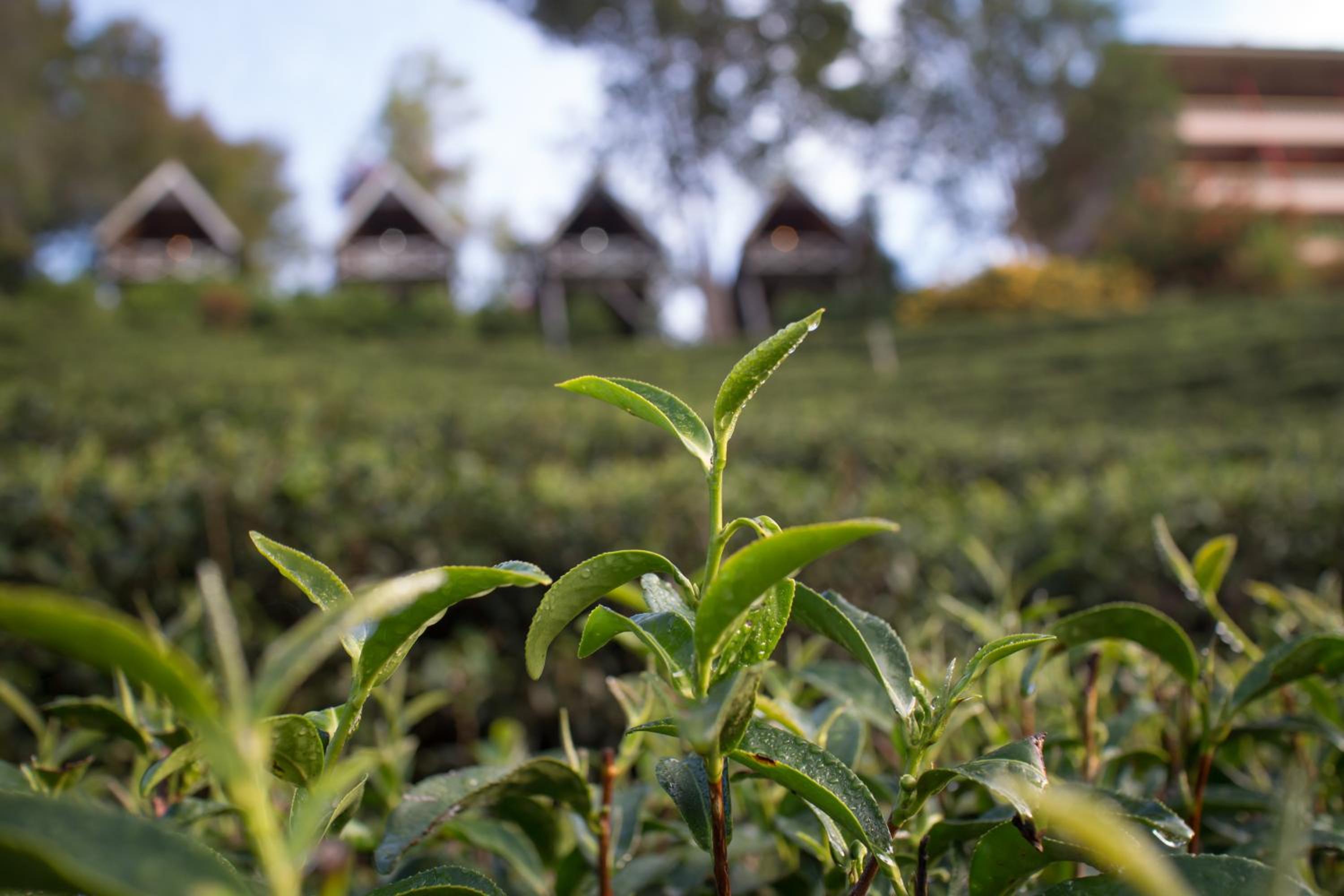 เลาลีฮิลล์รีสอร์ท Laulee hill resort view 2