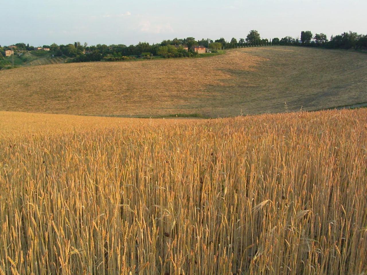 Podere Cartaio Bio Farm, private pool, AirC