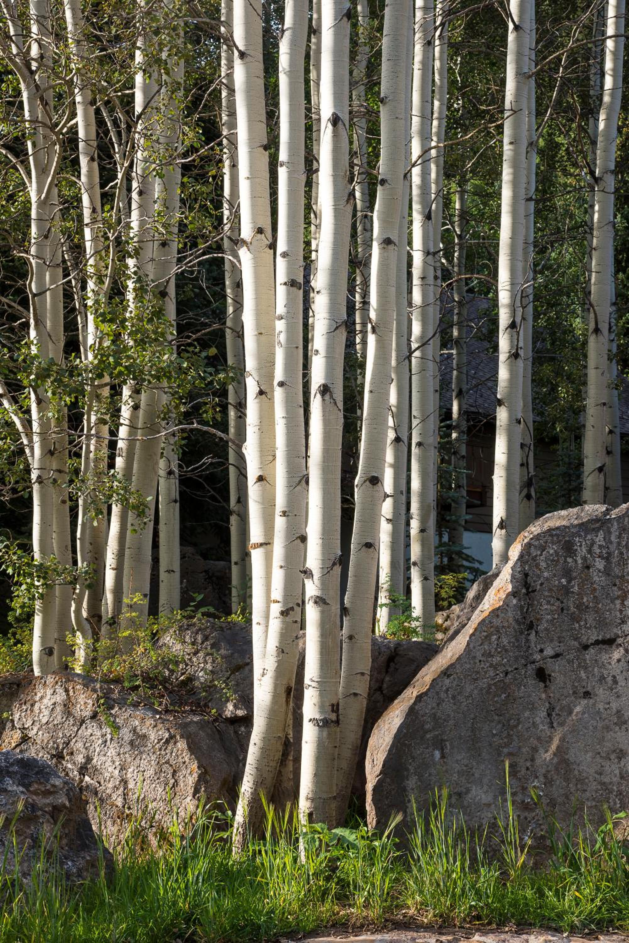 Amazing Highcliffe Lodge Vail
