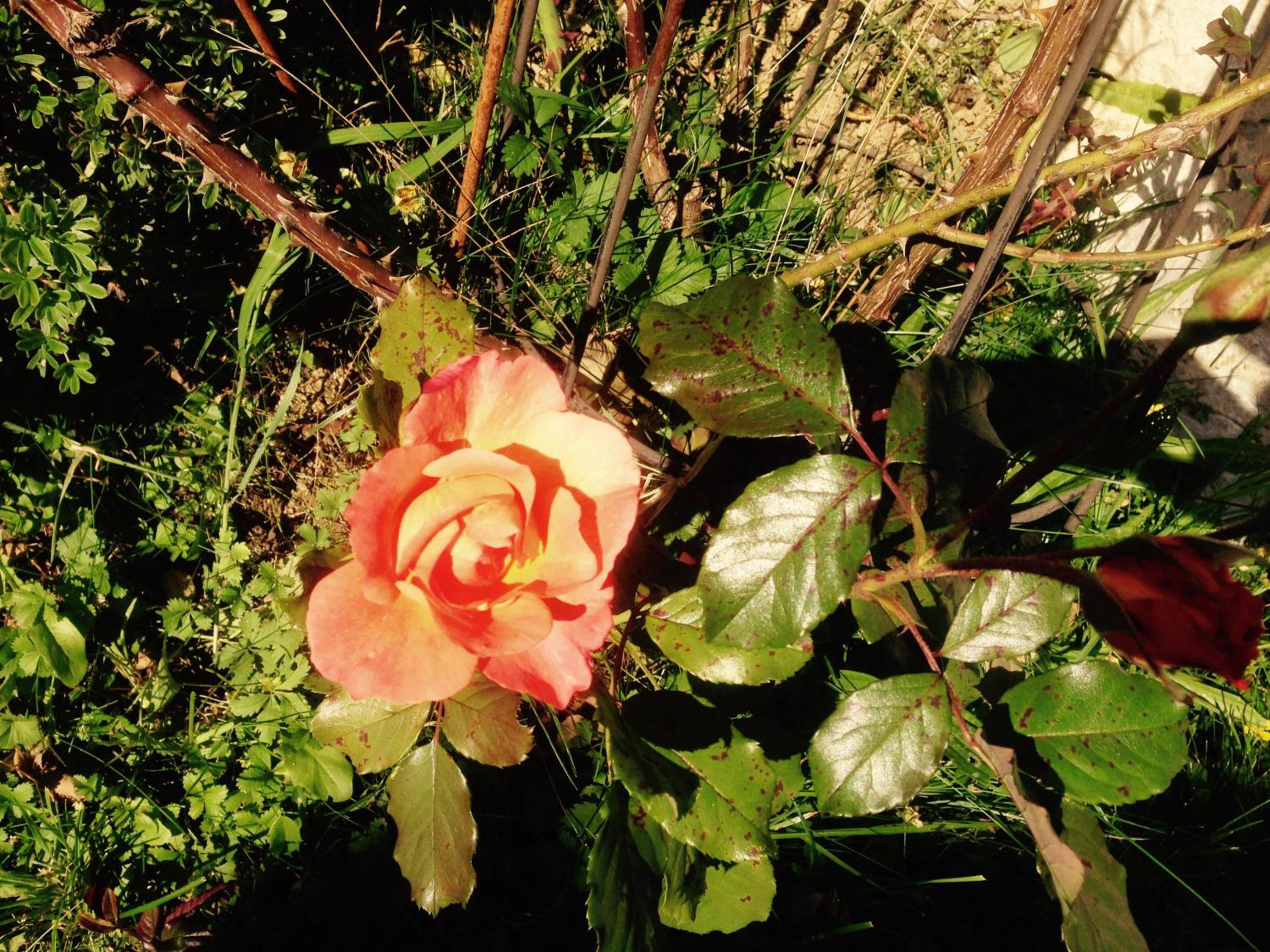 Photo 15