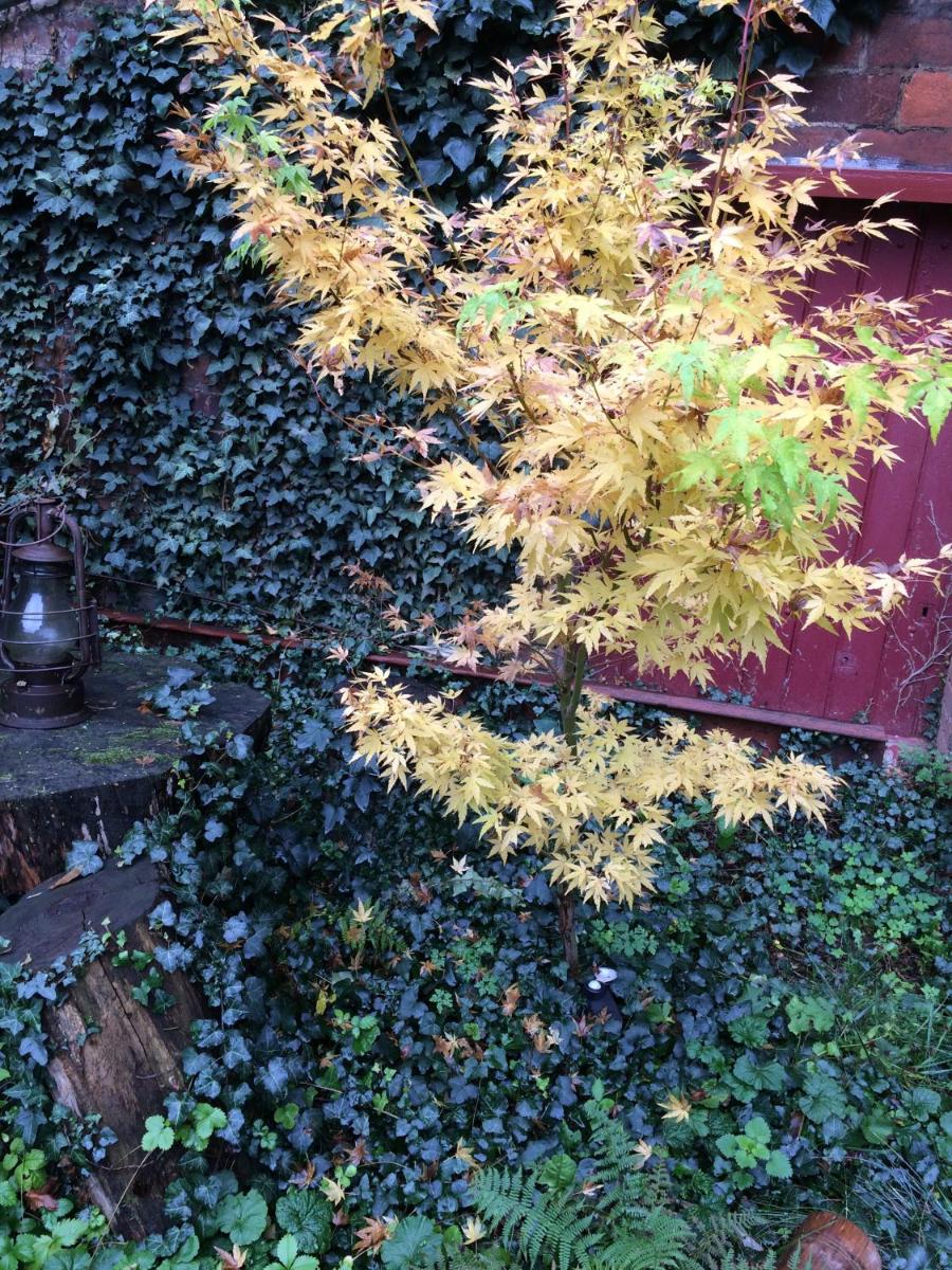 Photo 41