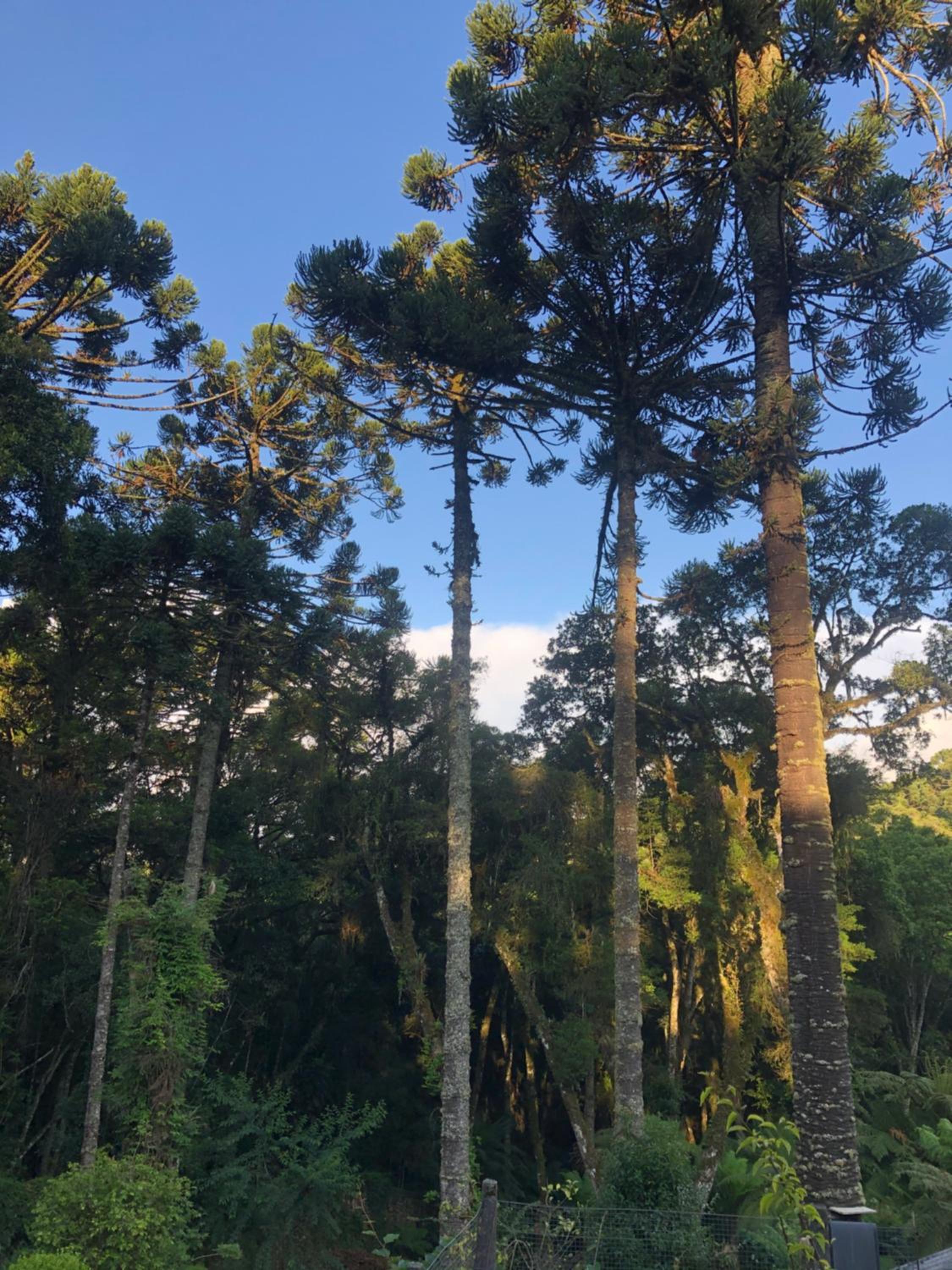 Vivendas de Monte Verde