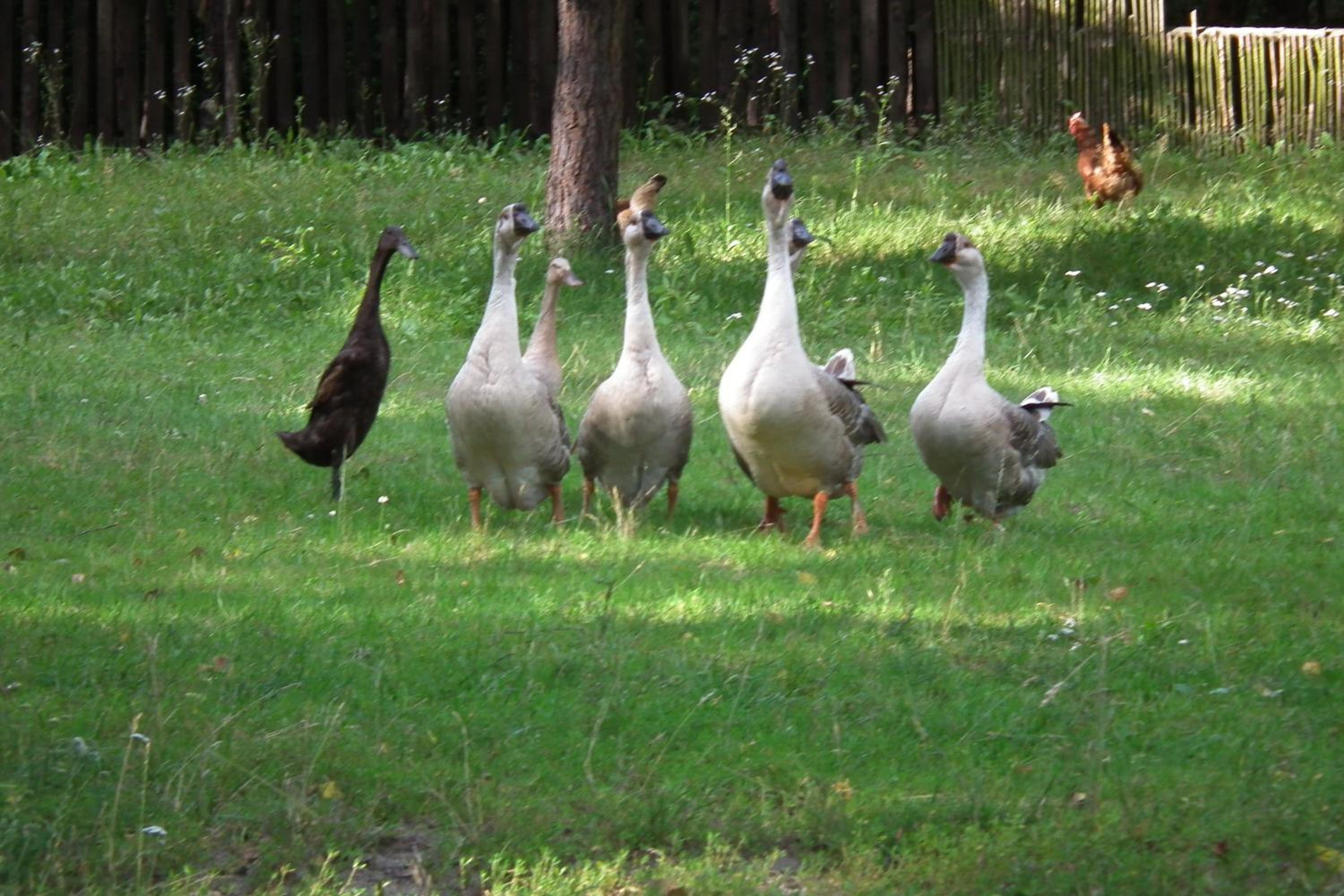 Photo 40