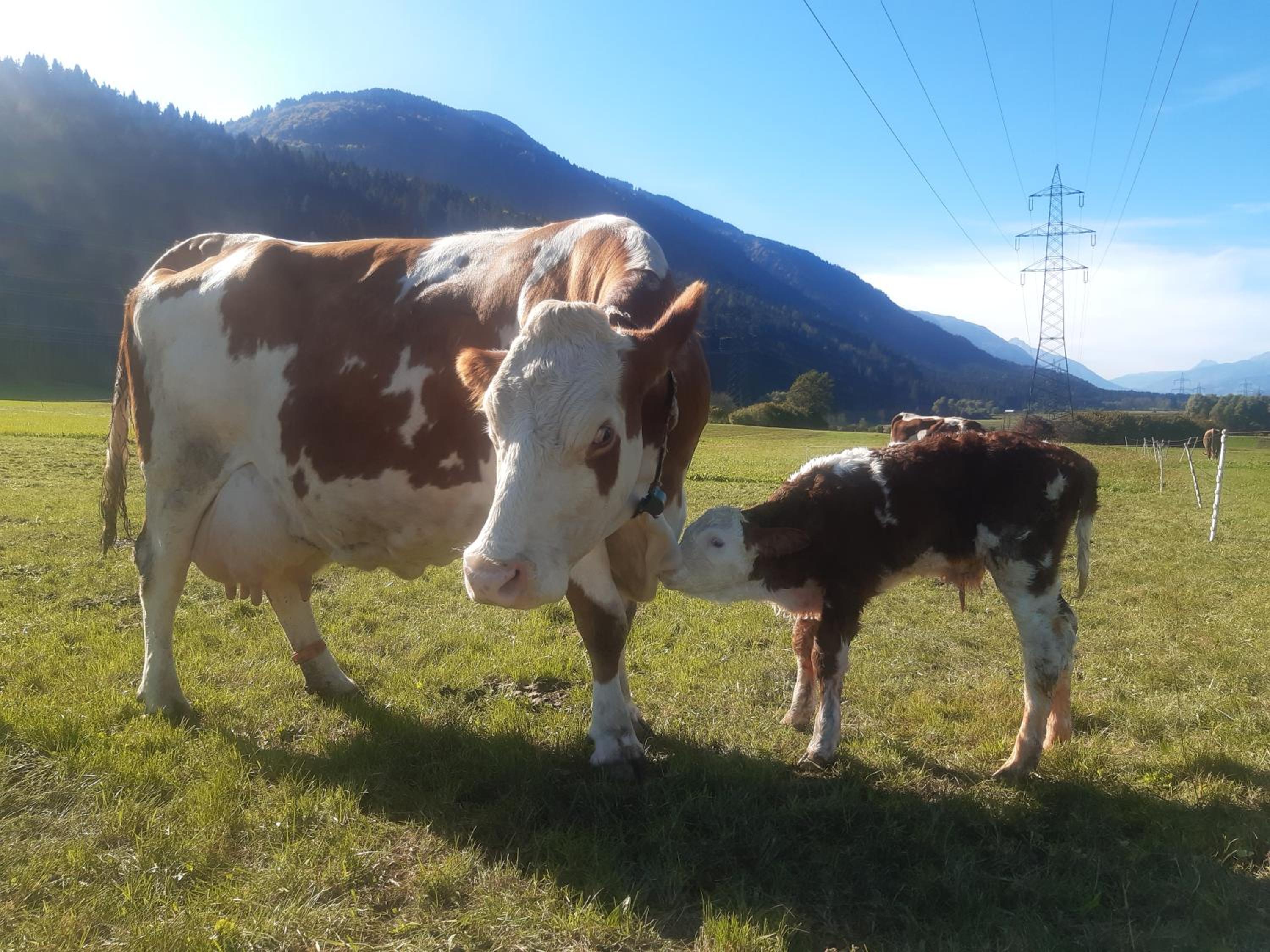 Bauernhof Oberlöffele view 3