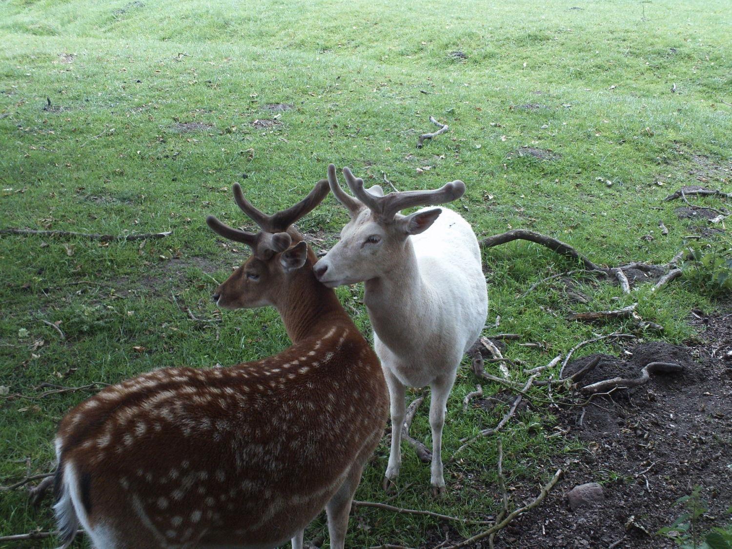 Ferienwohnung im Nationalpark Jasmund