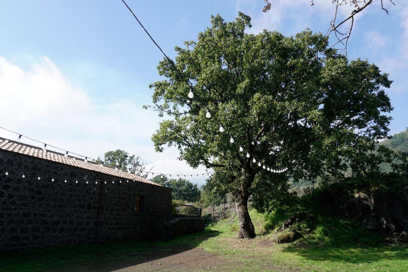 Viola Nel Parco
