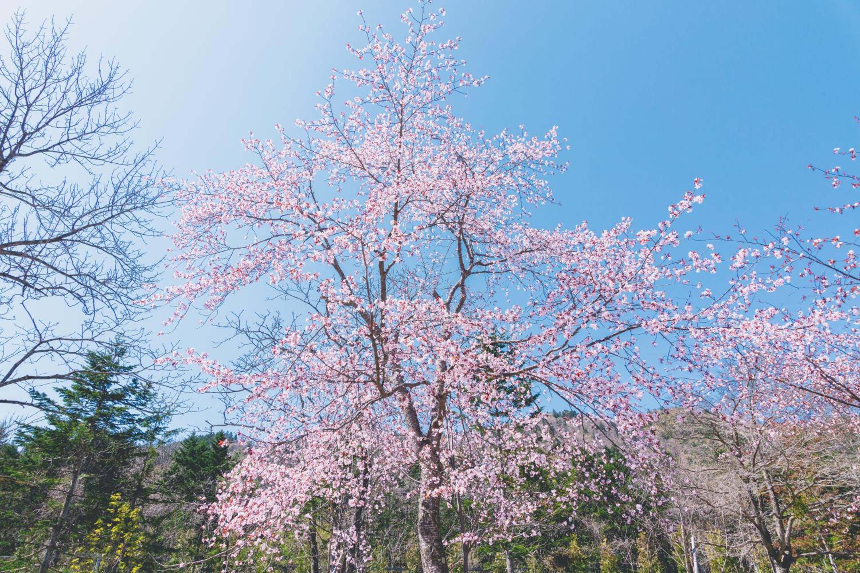 Okujozankei Onsen Kasho Gyoen, Φωτογραφία 50
