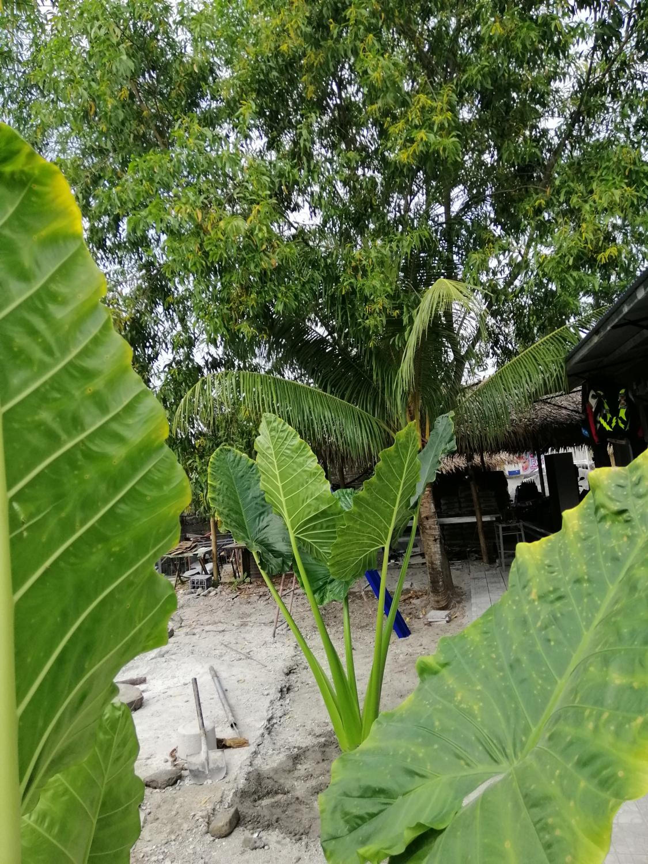 Katrina's Dorm, Thành phố Tarlac - 17