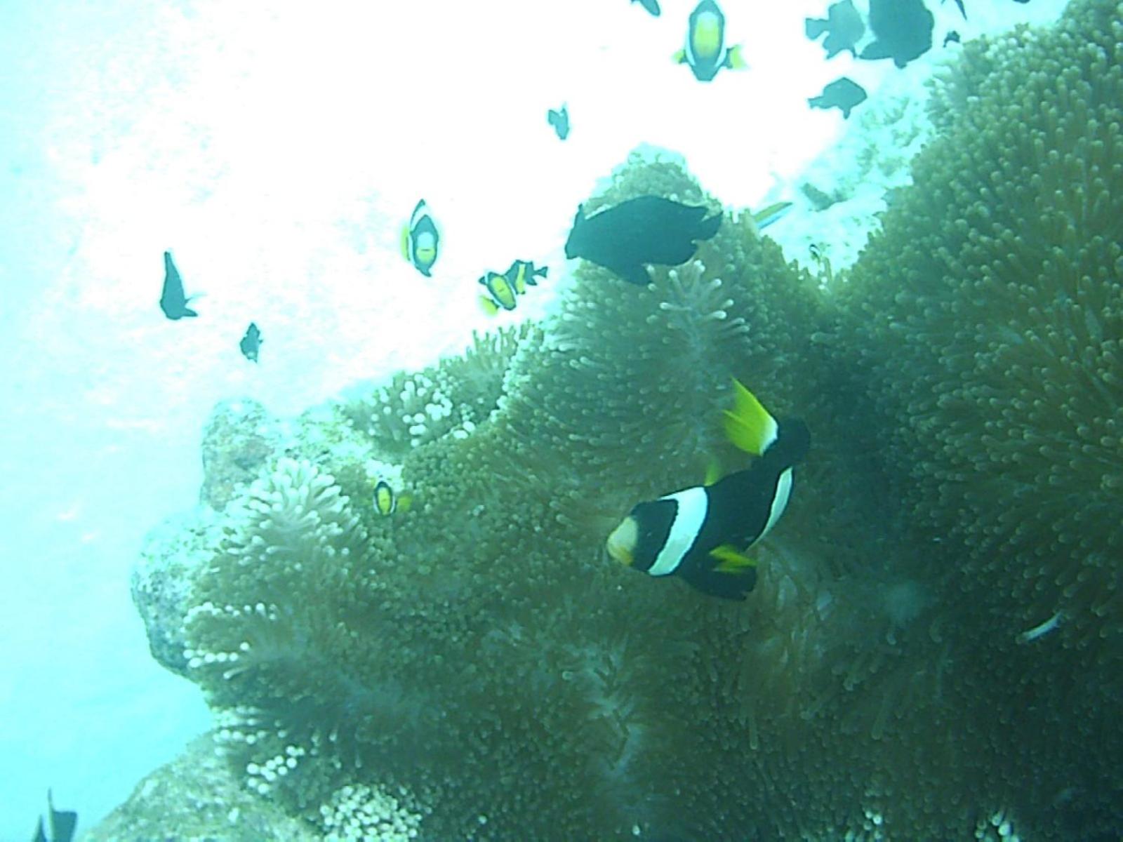 Bahari Lodge, K.Kaashidhoo