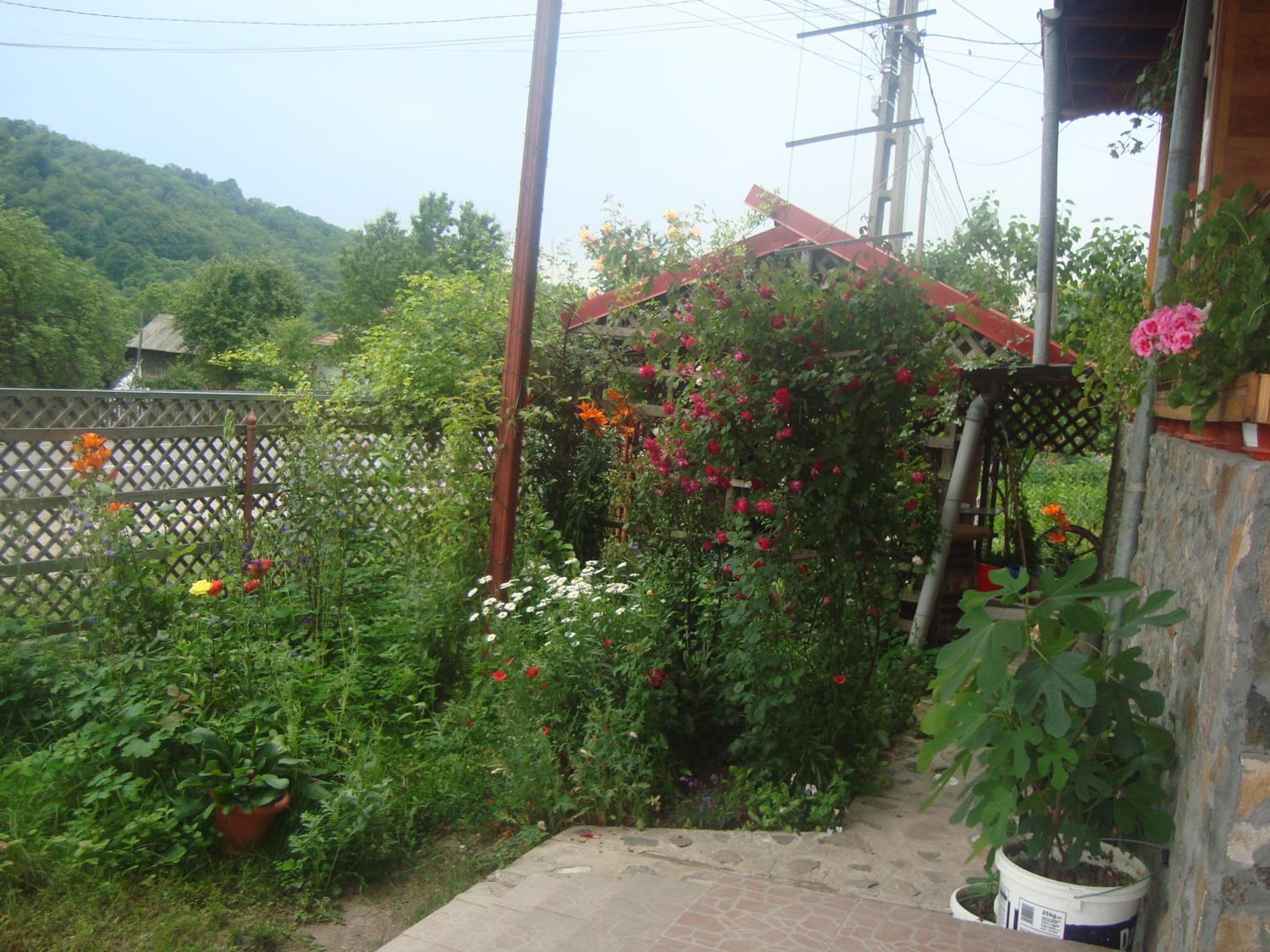Photo 51