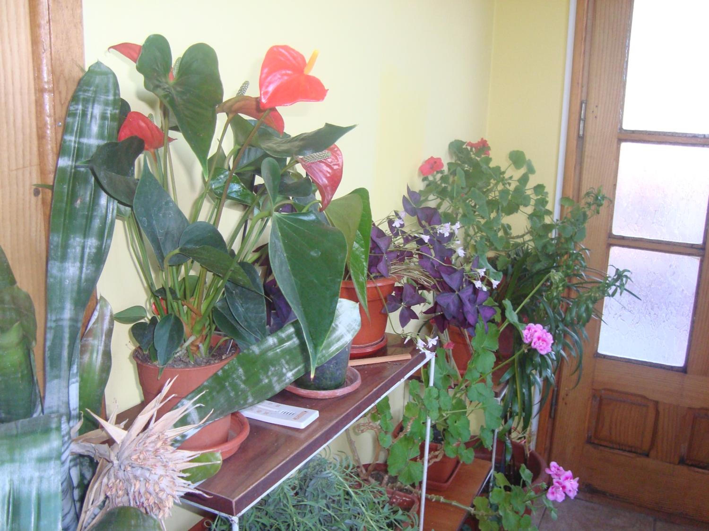 Photo 39