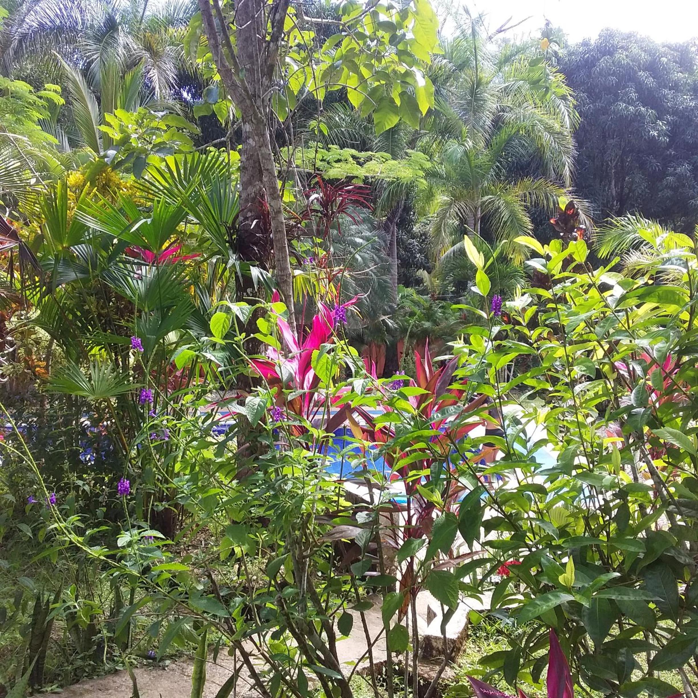 Blanconejo de Montezuma