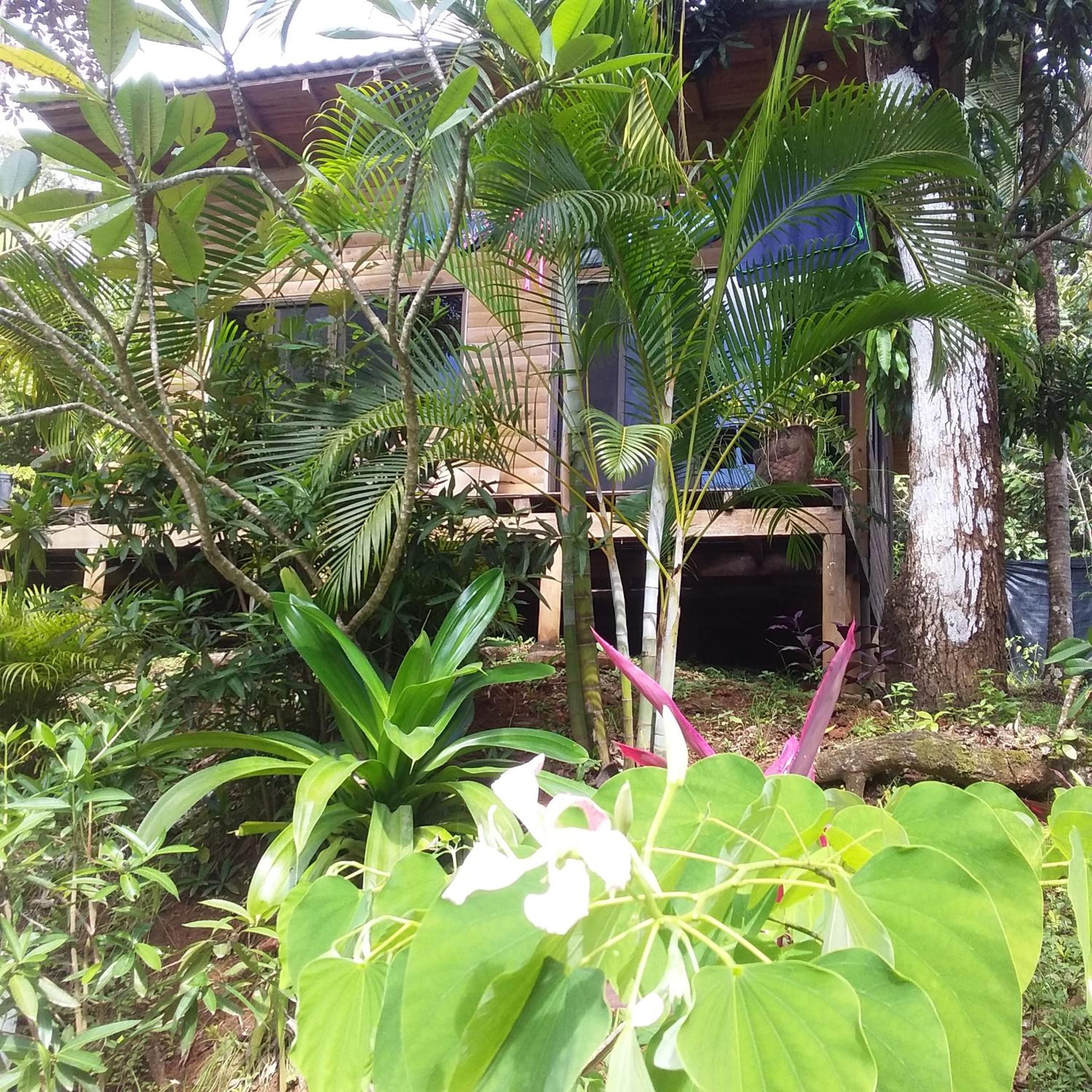 Blanconejo de Montezuma