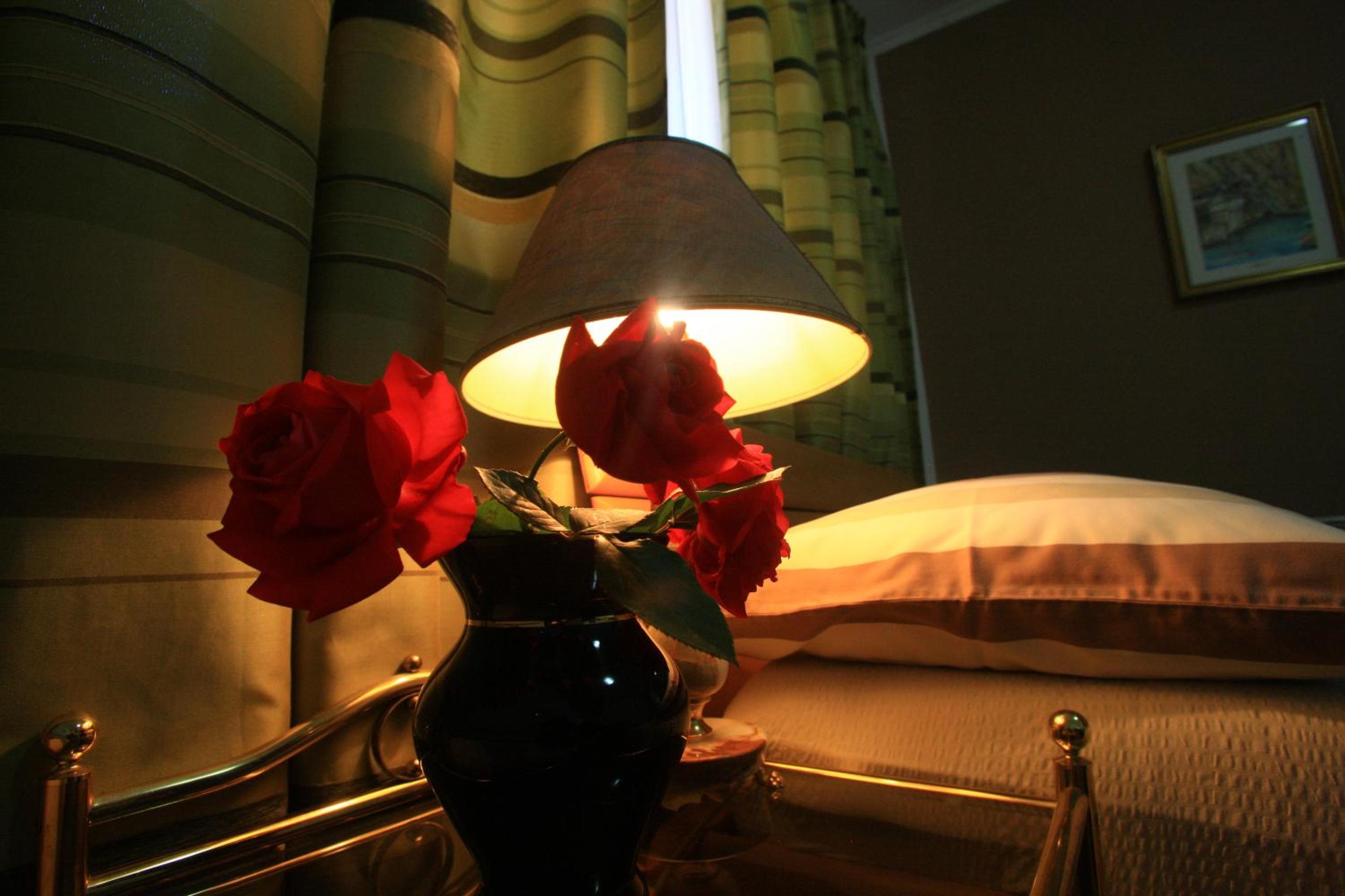 Pansion Rose