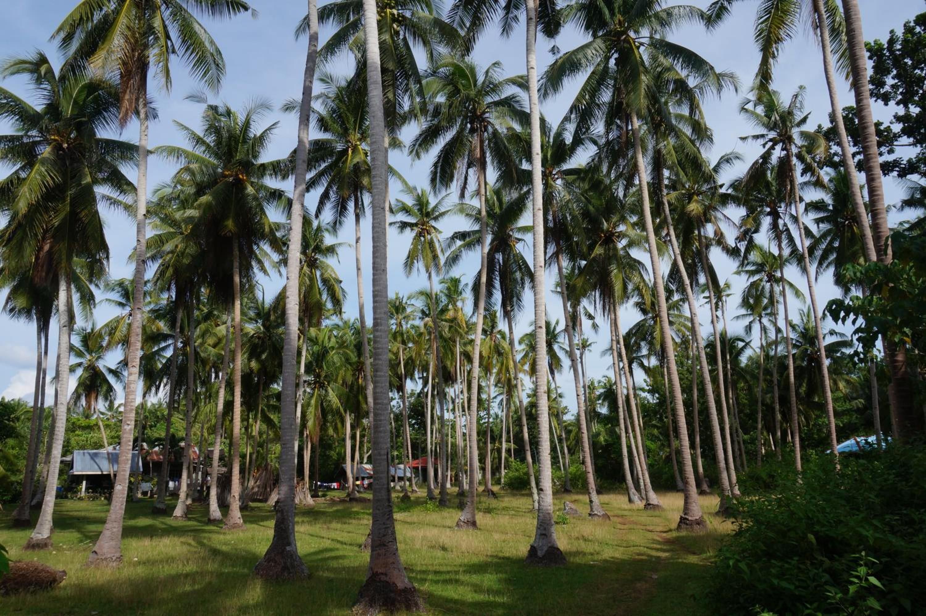 Peaceland Hostel