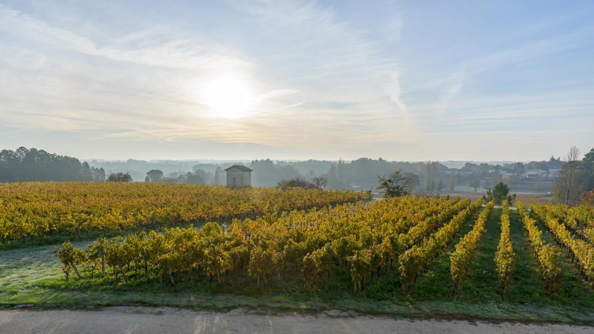 Les Raisins du Bonheur view 3