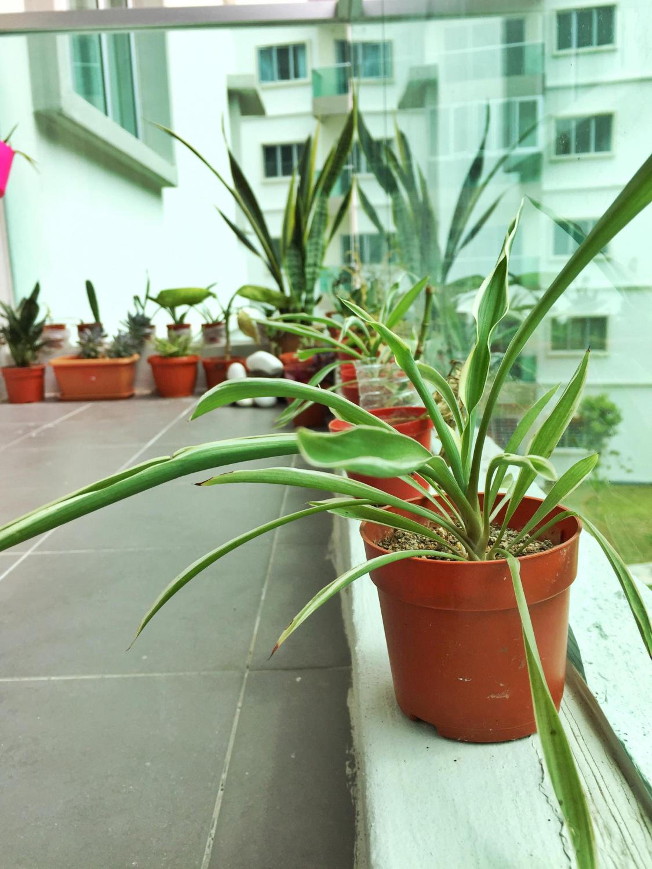 Cameron Highland Guesthouse photo 4