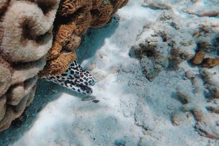 Bahari Lodge, K.Kaashidhoo