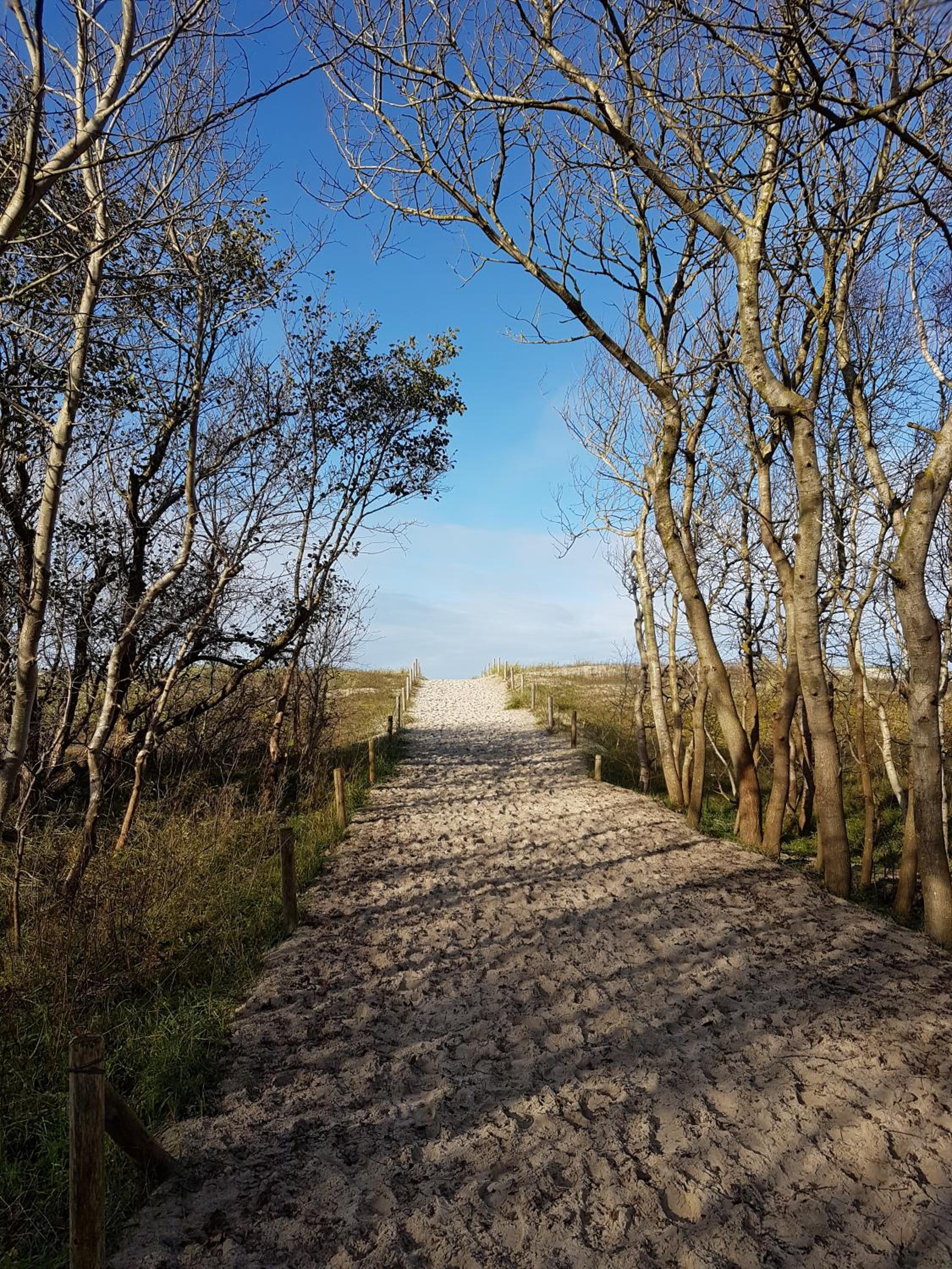 Sonnenstrahl im Küstenwald