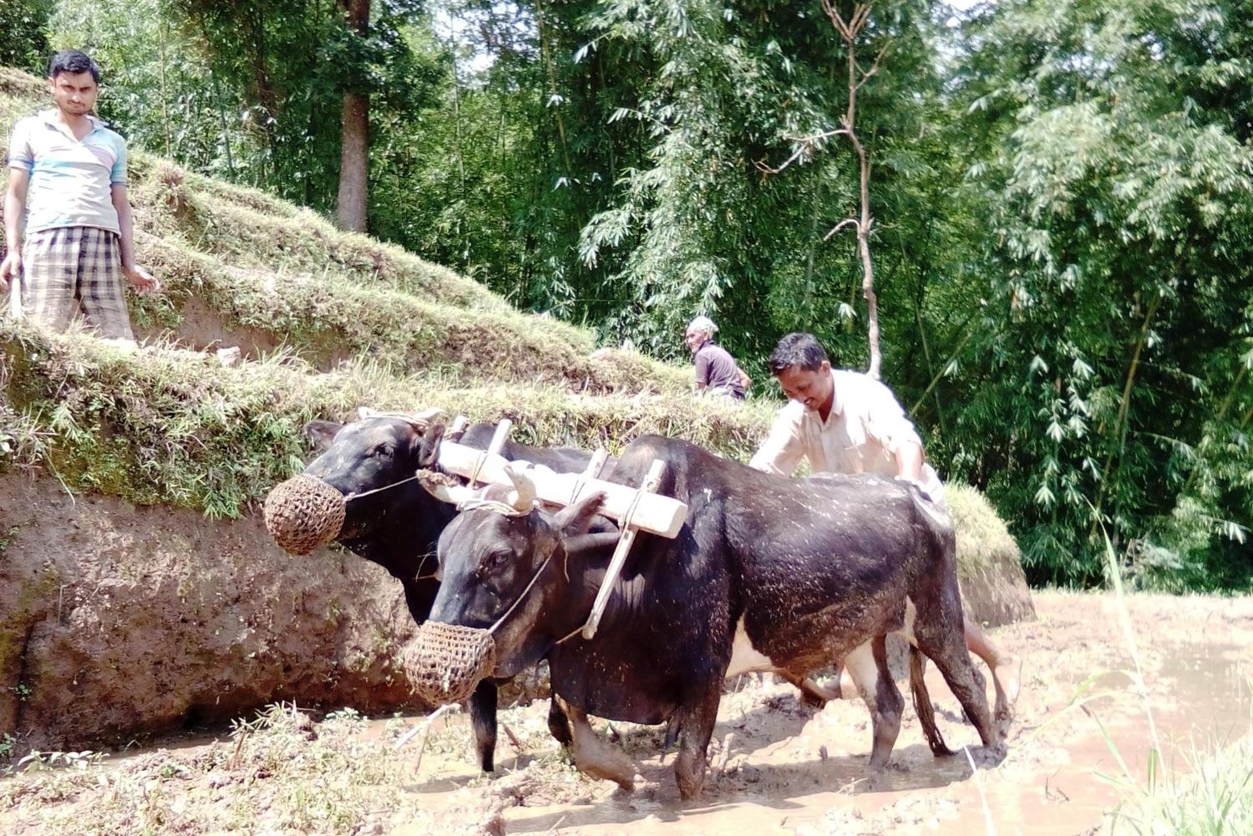 Kalimpong Village Retreat view 4