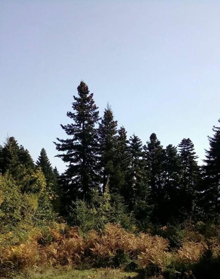 Photo 29