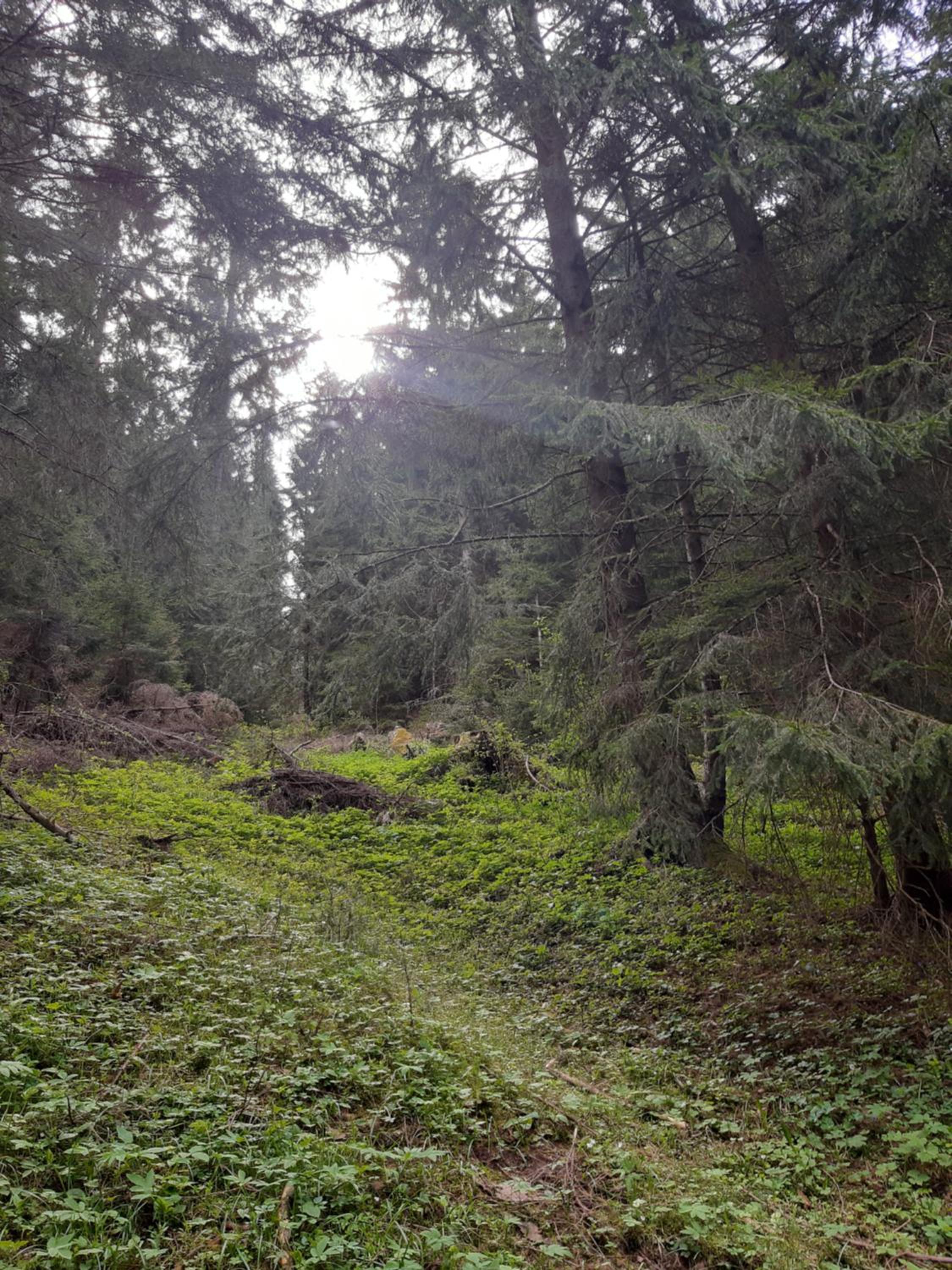 Photo 45