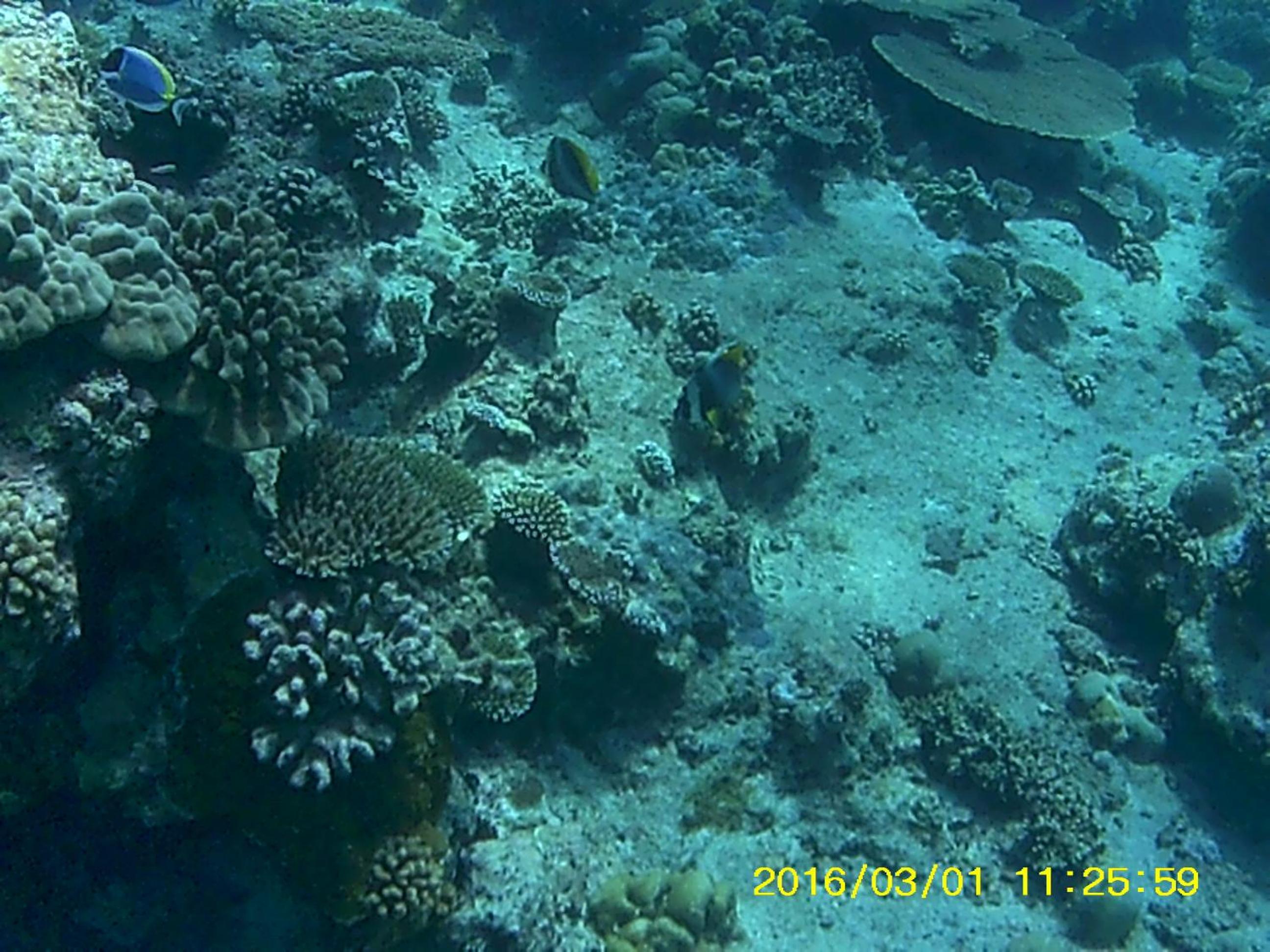 Bahari Lodge, K.Kaashidhoo