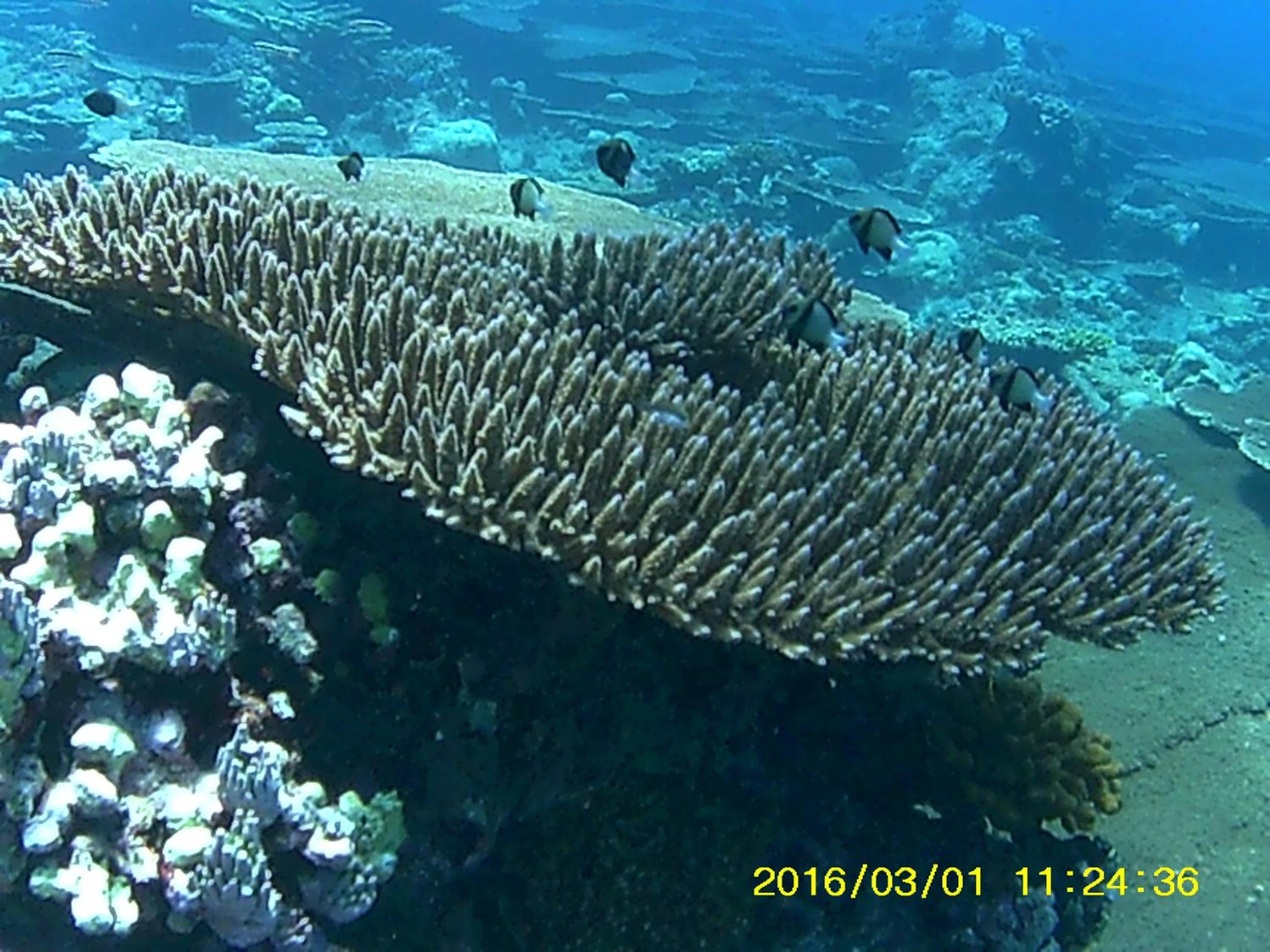 Bahari Lodge, K.Kaashidhoo