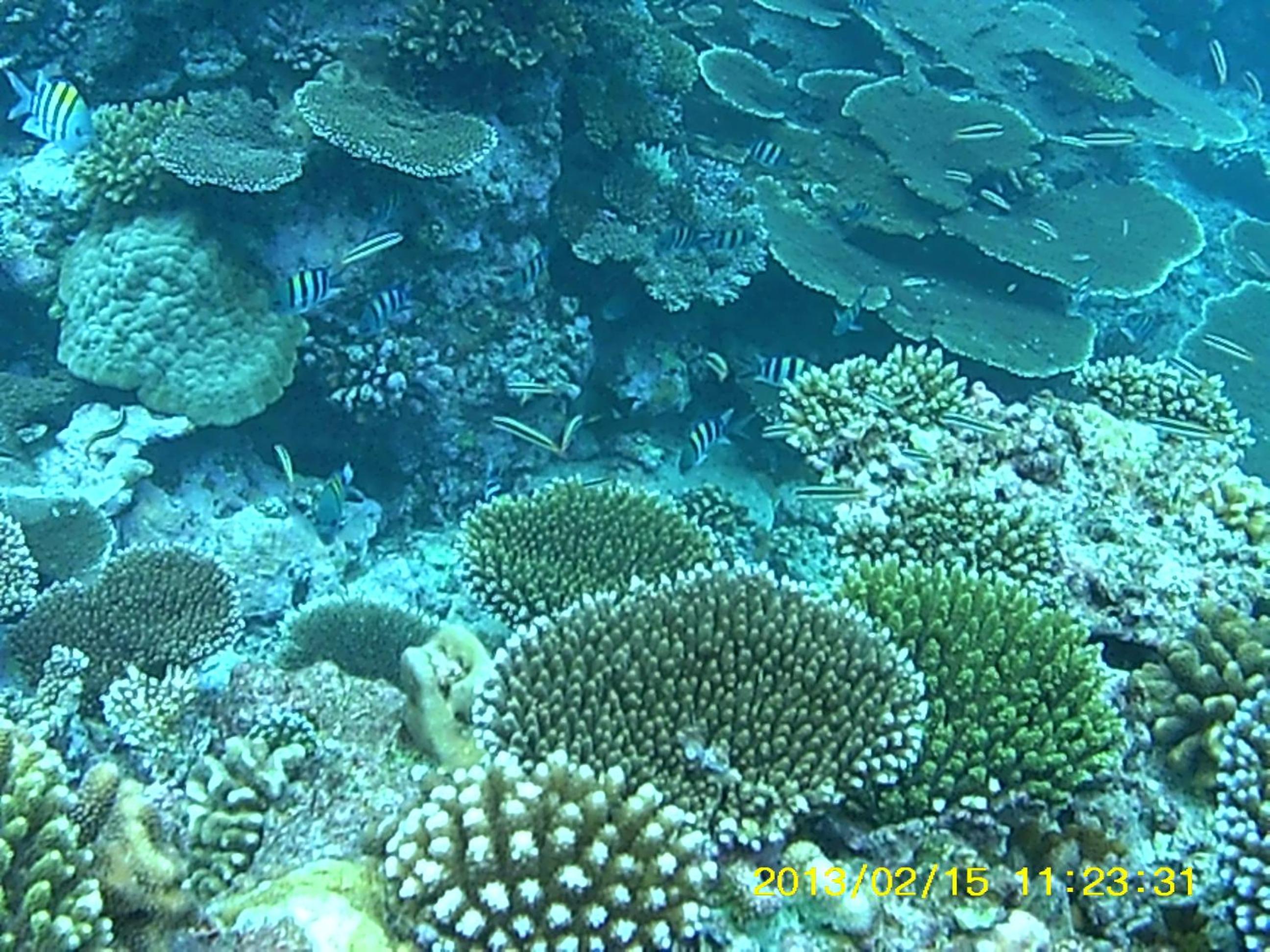 Bahari Lodge, K.Kaashidhoo