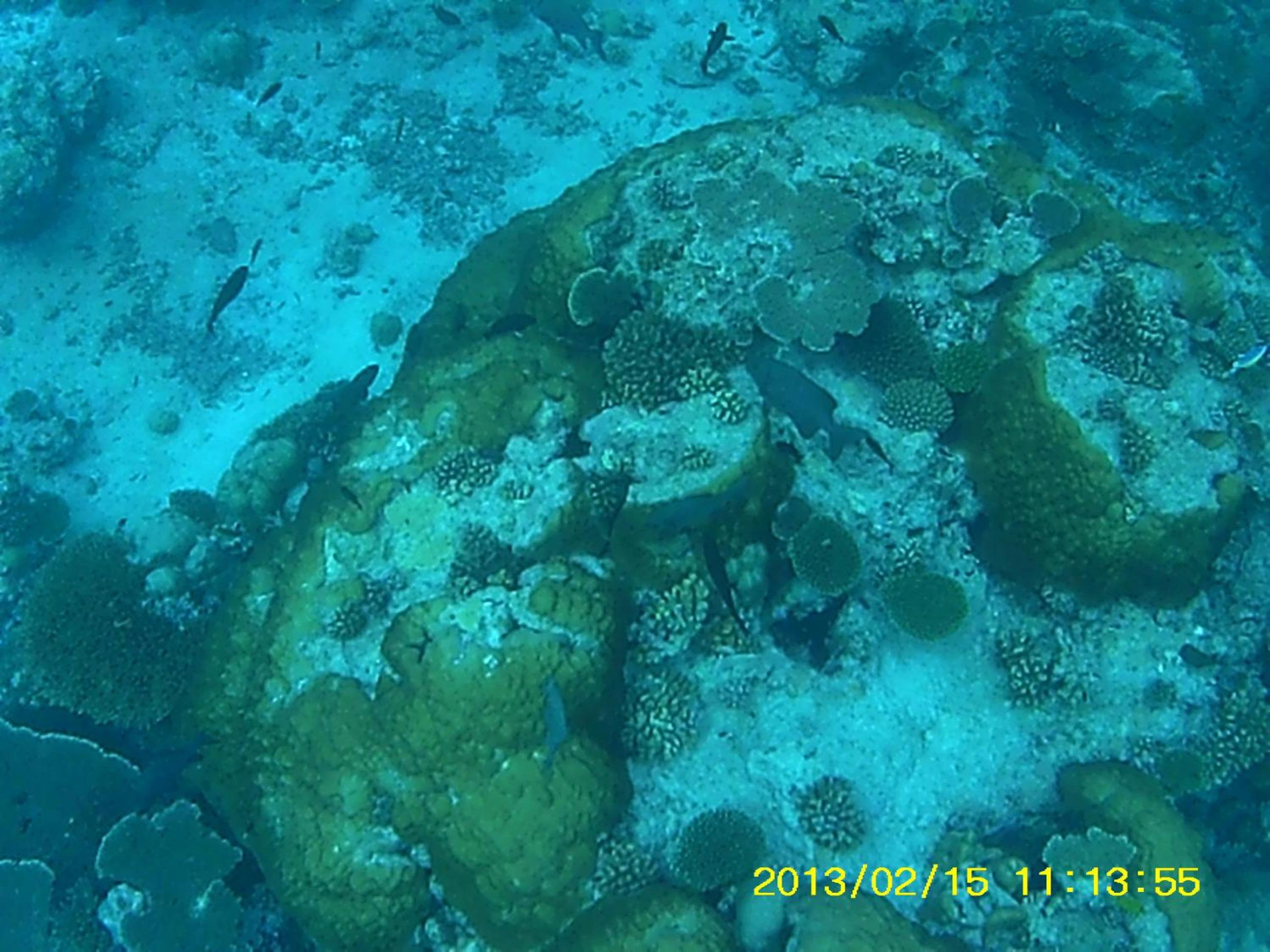 Bahari Lodge, K.Kaashidhoo