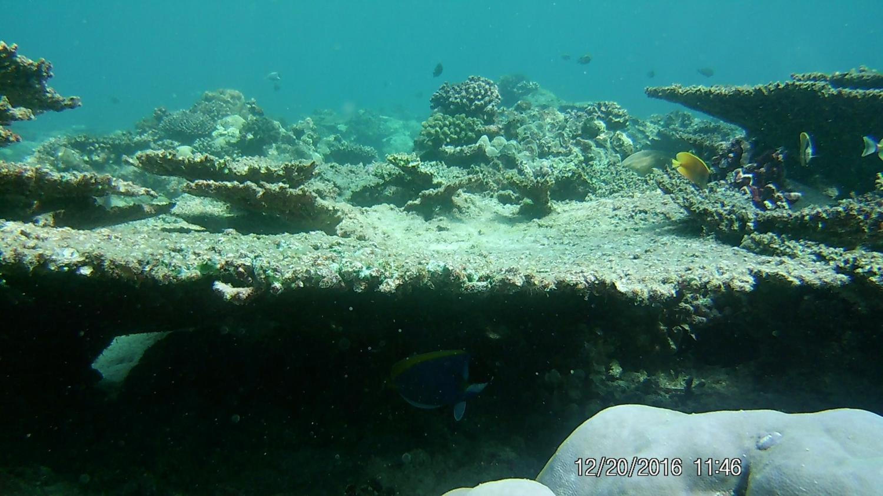 Bahari Lodge, K.Kaashidhoo