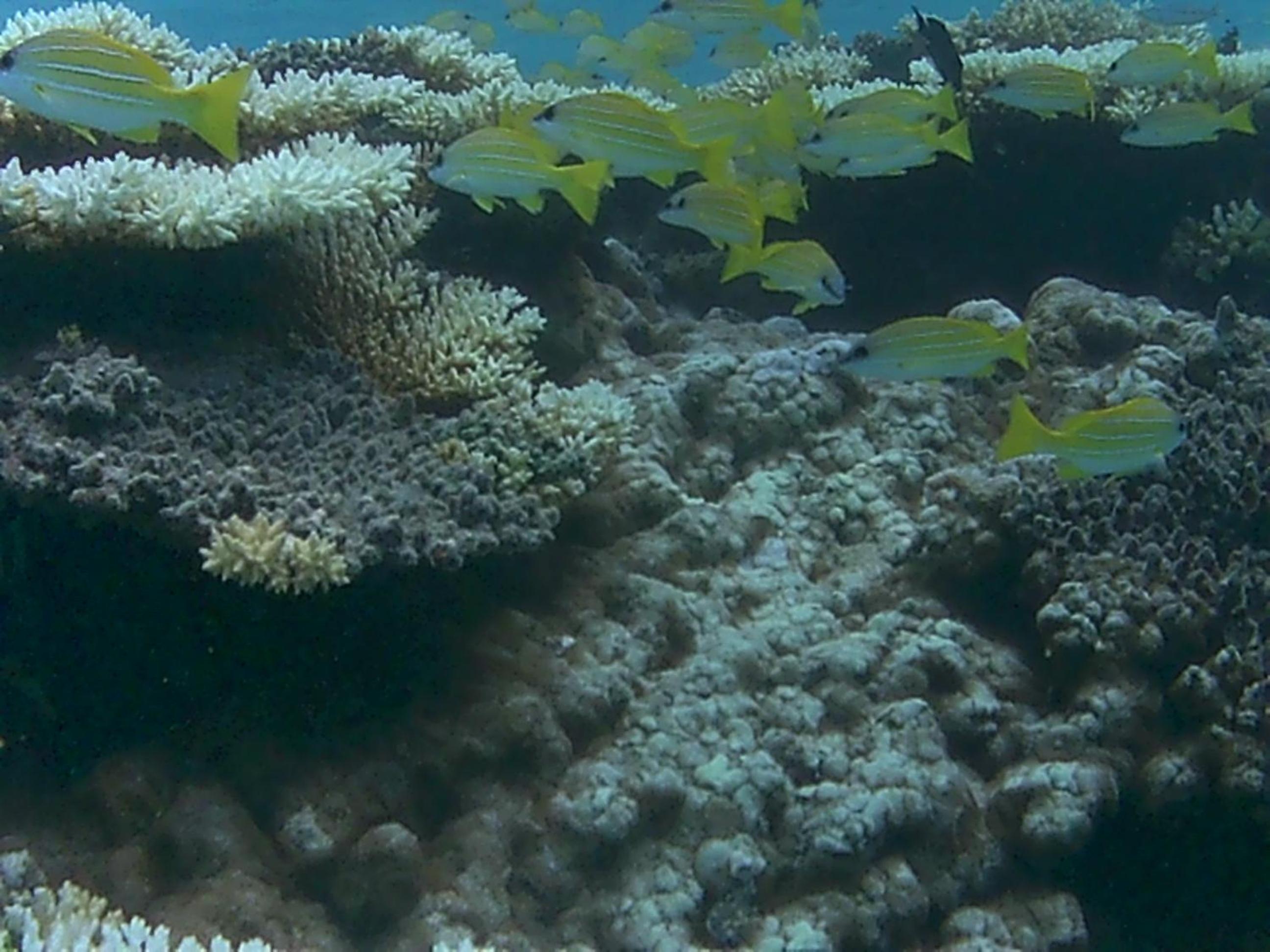 Bahari Lodge, K.Kaashidhoo