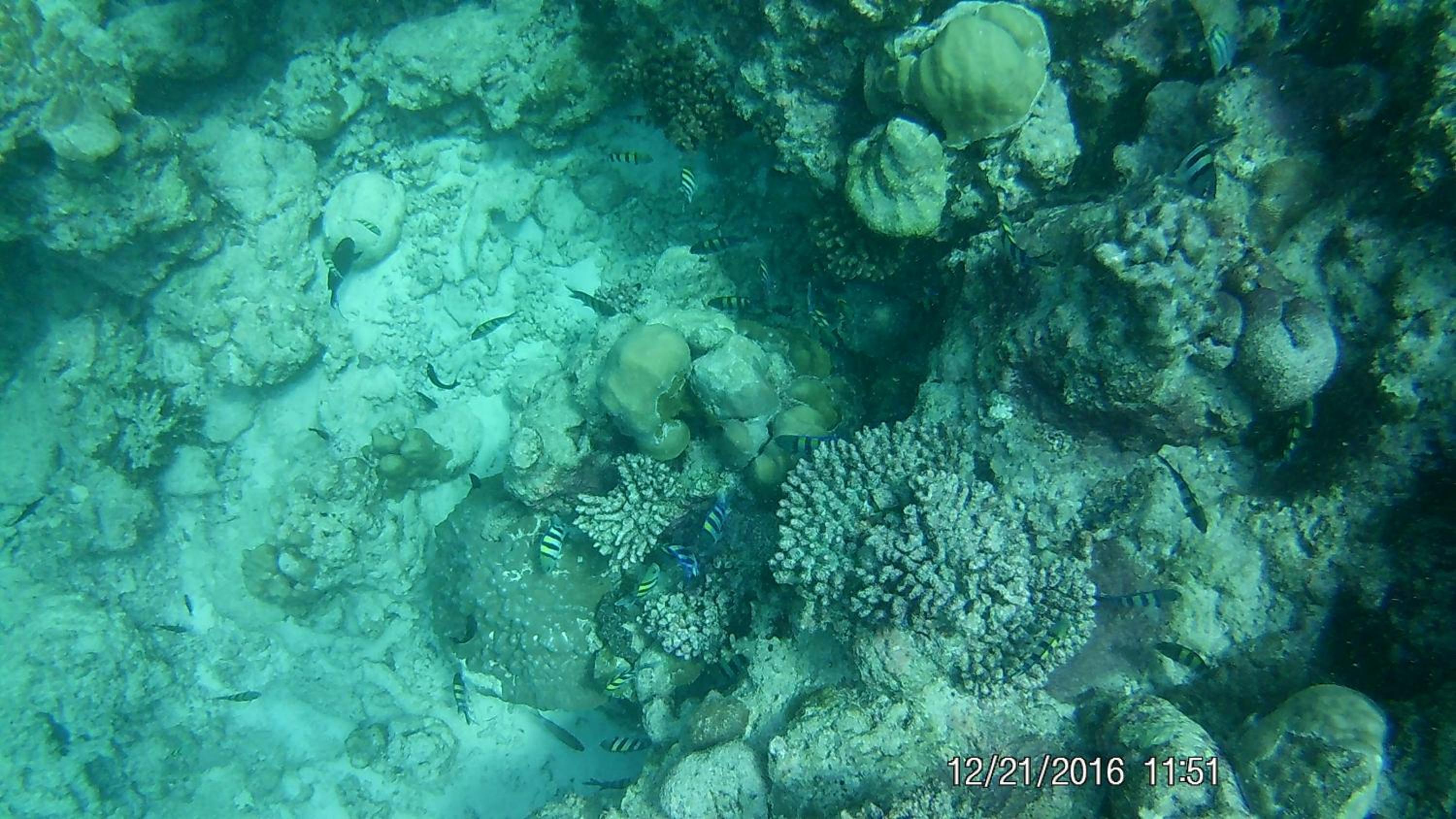 Bahari Lodge, K.Kaashidhoo