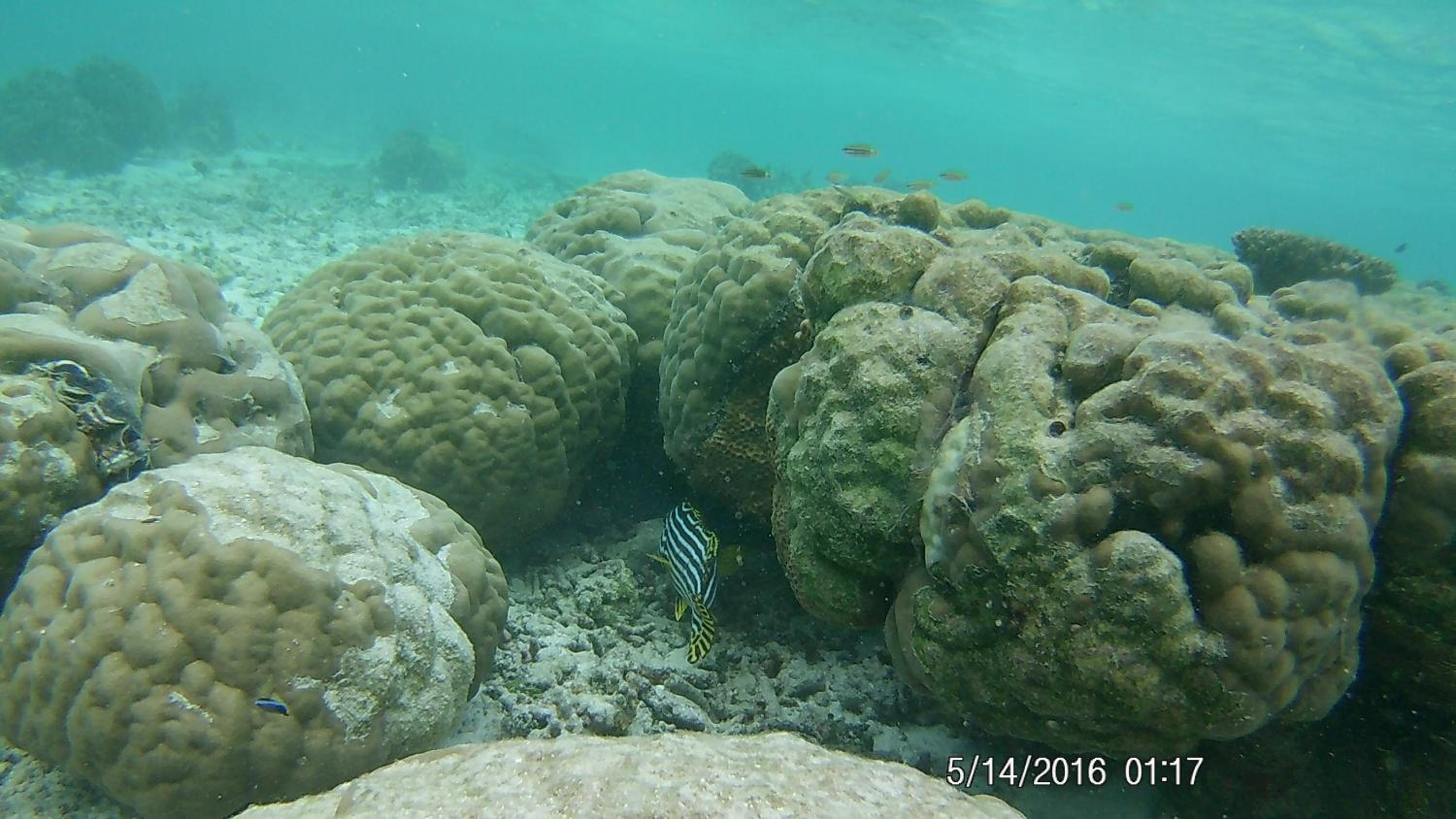 Bahari Lodge, K.Kaashidhoo