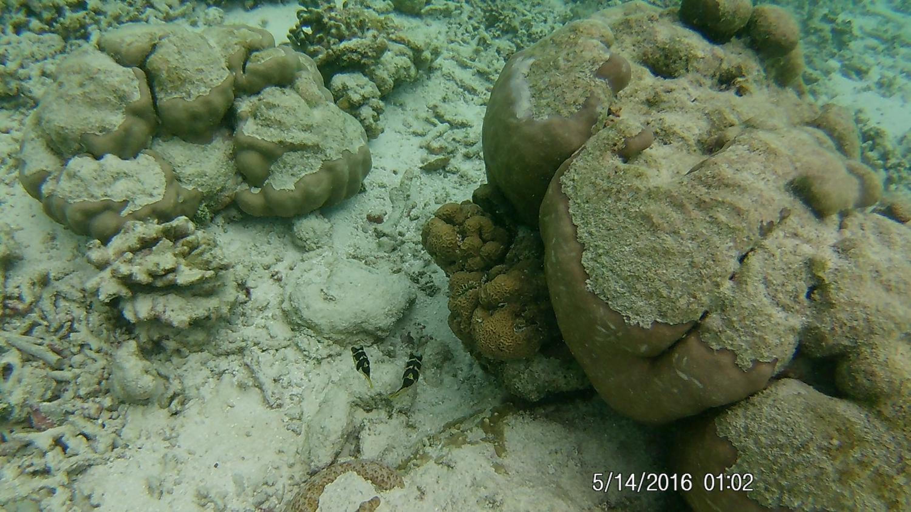 Bahari Lodge, K.Kaashidhoo