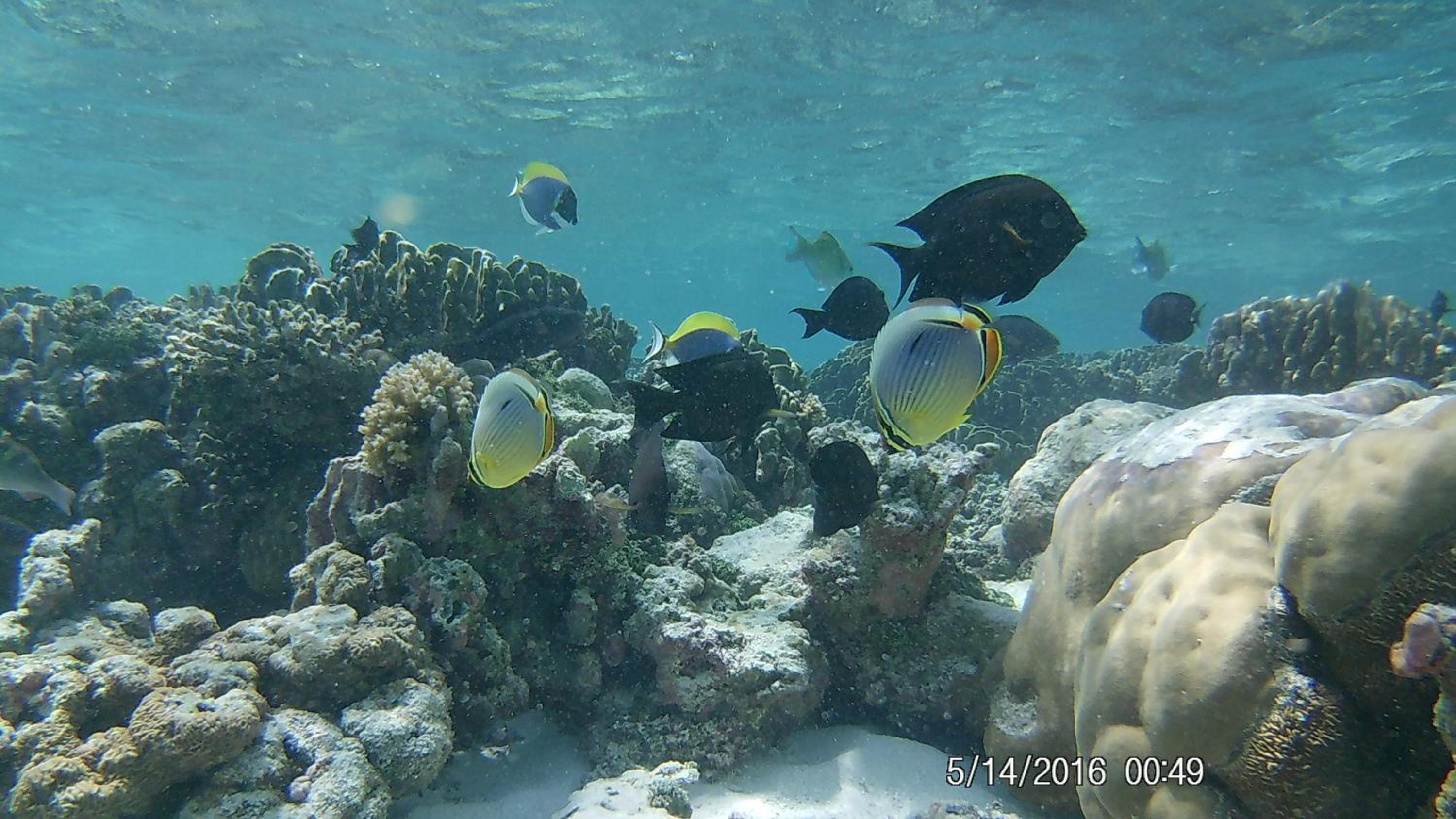 Bahari Lodge, K.Kaashidhoo