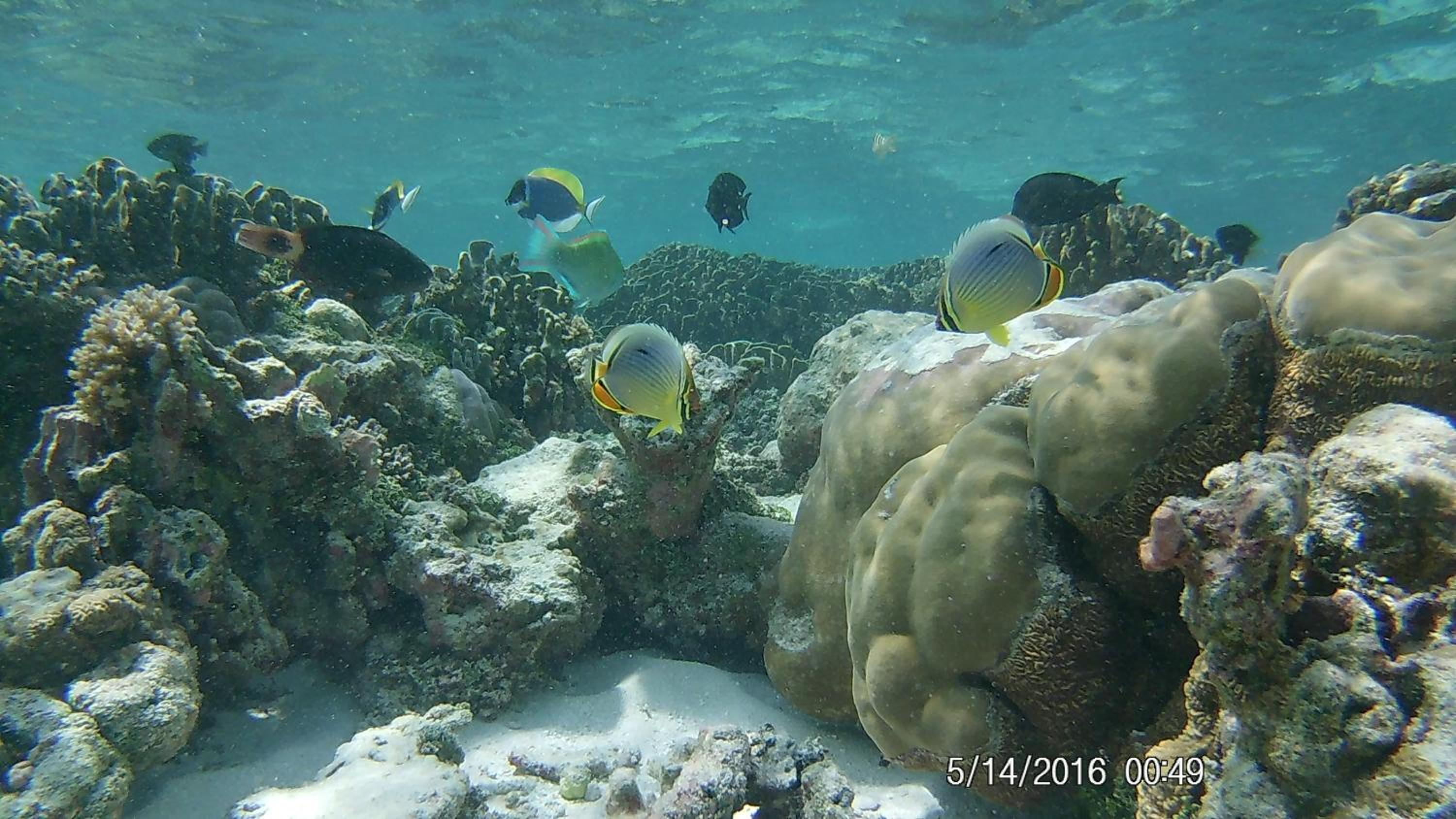 Bahari Lodge, K.Kaashidhoo
