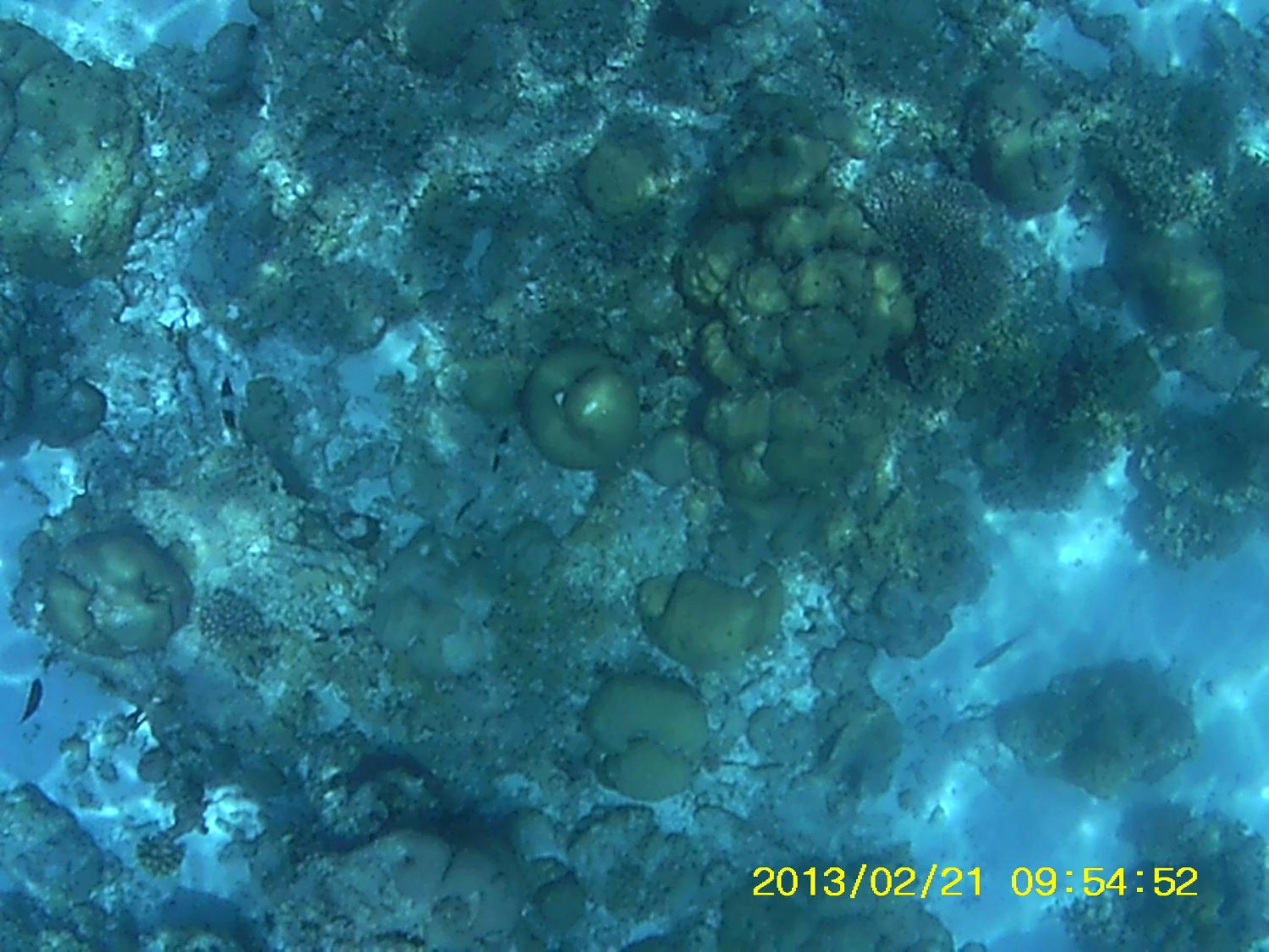 Bahari Lodge, K.Kaashidhoo