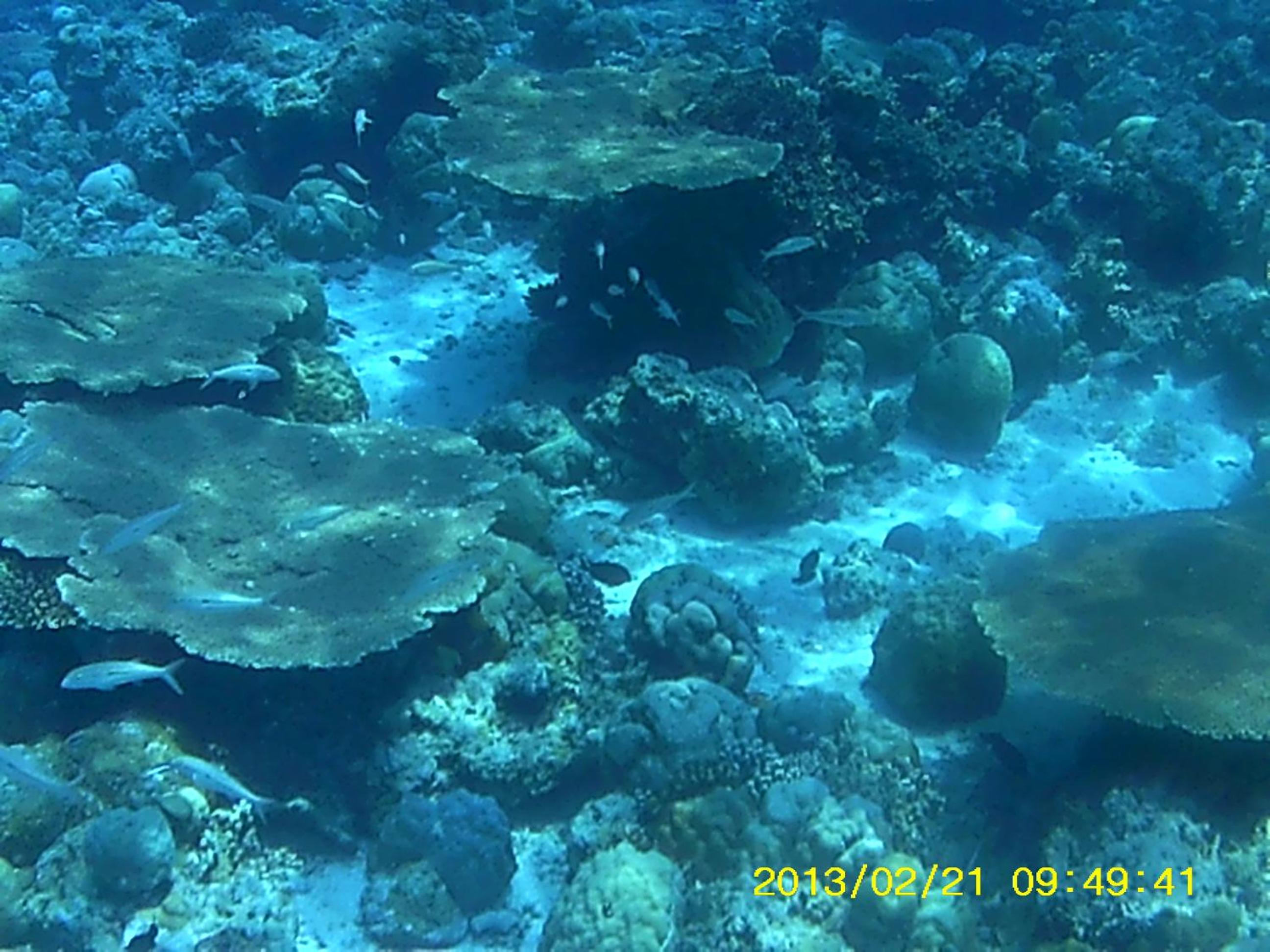 Bahari Lodge, K.Kaashidhoo